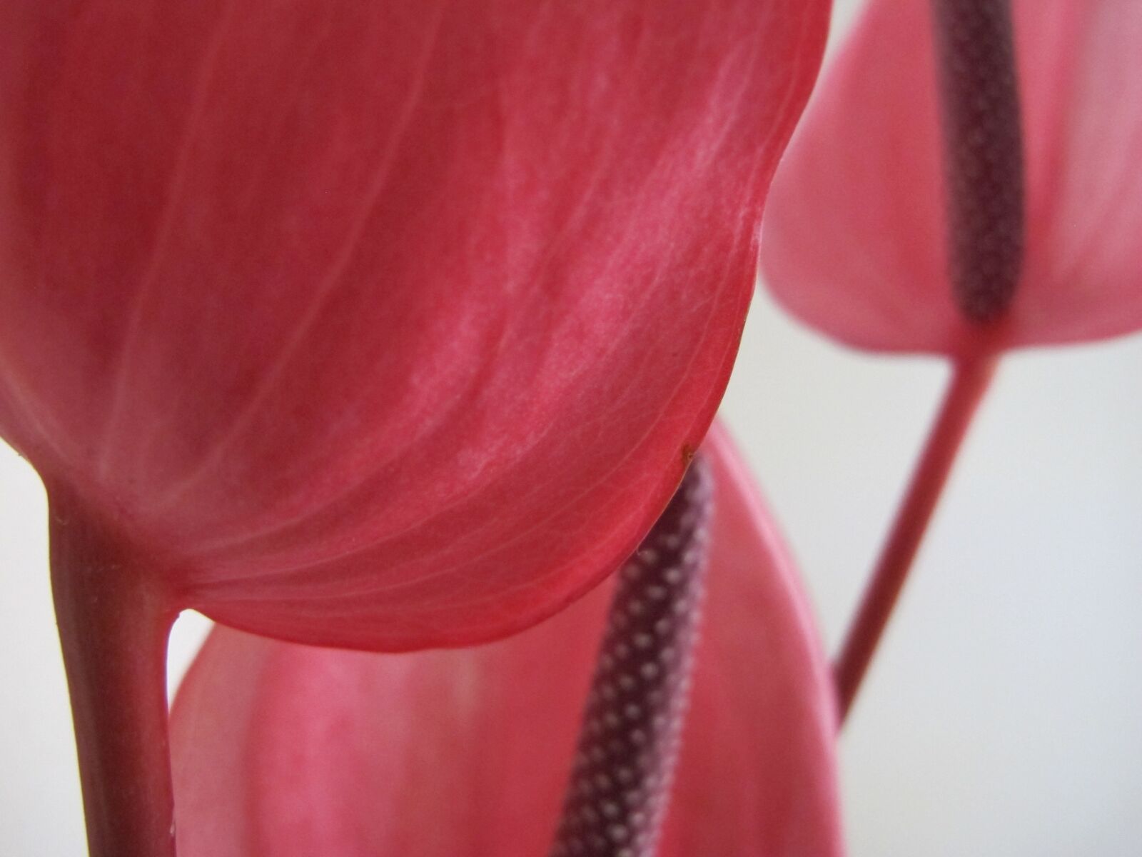 Canon PowerShot G12 sample photo. Anturio, flower, magenta photography