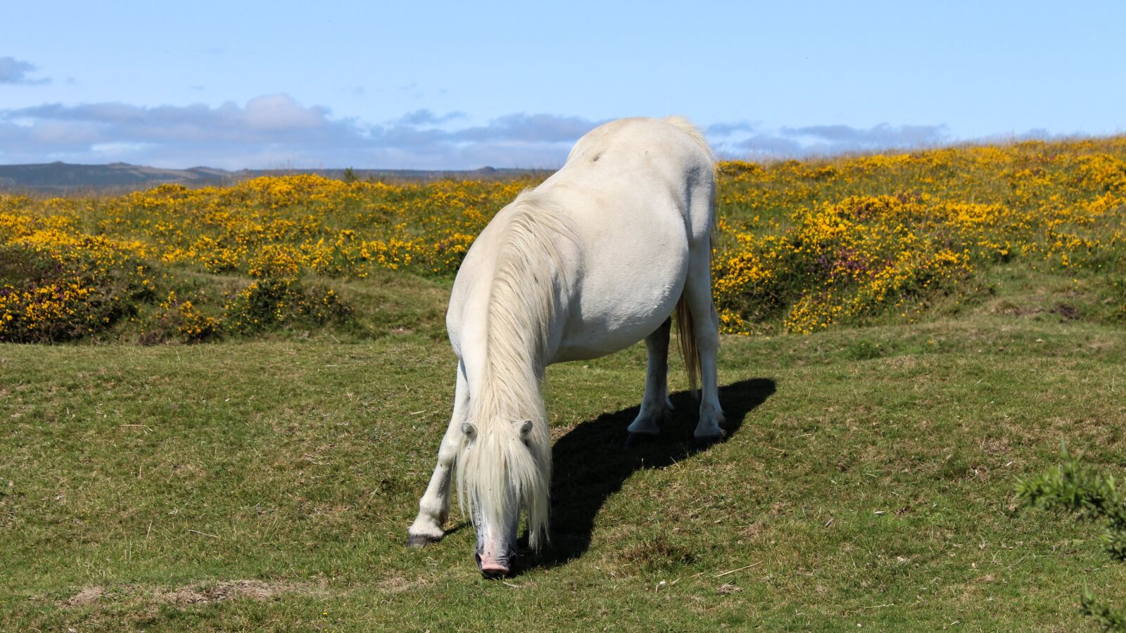 Canon EOS 700D (EOS Rebel T5i / EOS Kiss X7i) sample photo. Dartmoor, pony, devon photography