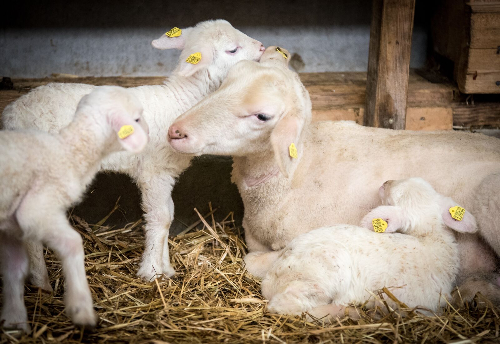Nikon D750 sample photo. Sheep, sheep breeding, lamb photography