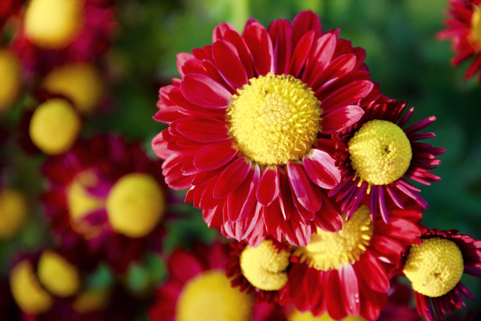 Canon EOS 650D (EOS Rebel T4i / EOS Kiss X6i) sample photo. Chrysanthemum, flowers, macro photography