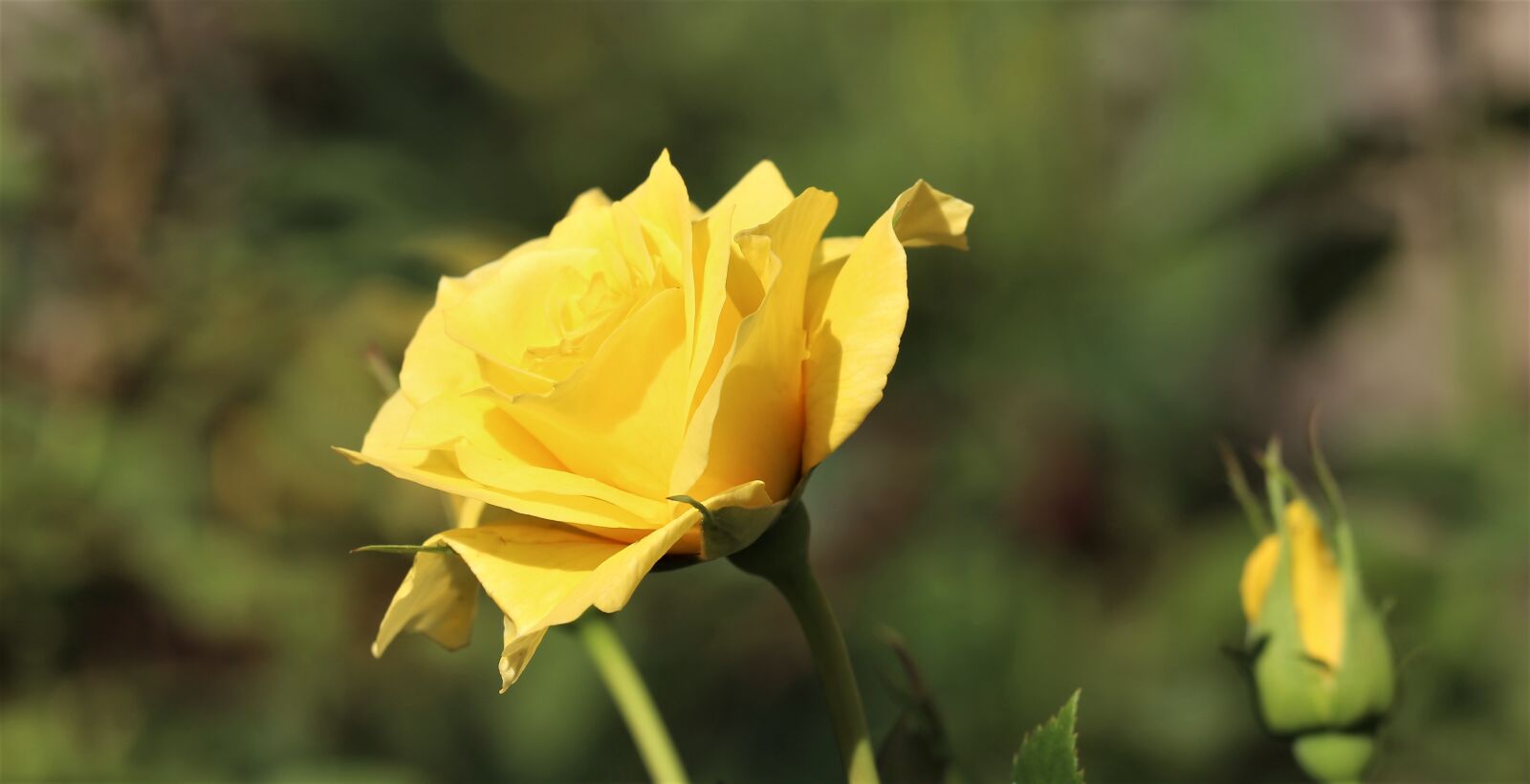 Canon EOS 6D sample photo. Yellow rose, rosa foetida photography
