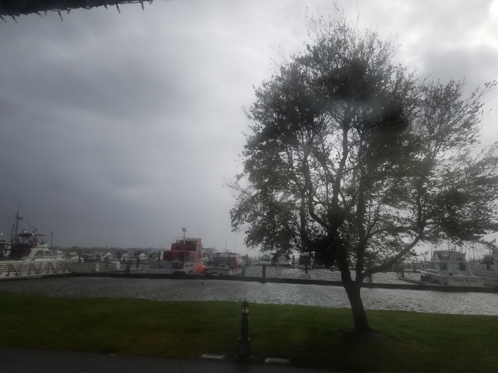 Samsung Galaxy S7 Edge sample photo. Bay, storm, tree photography