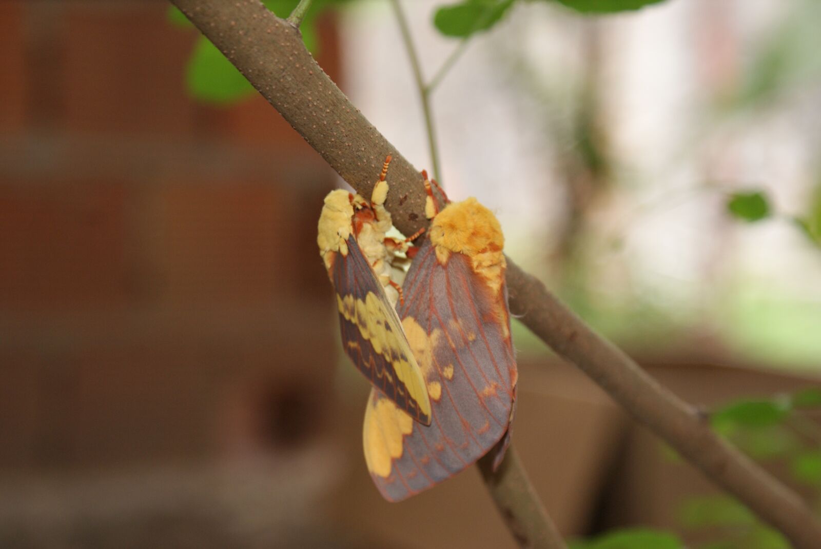 Sony Alpha DSLR-A200 sample photo. Mariposa, mating, casal photography
