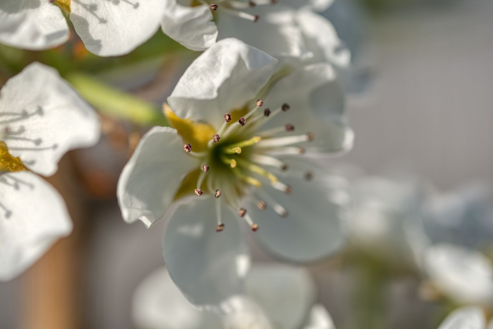 Nikon D750 sample photo. Pear tree, pear blossom photography