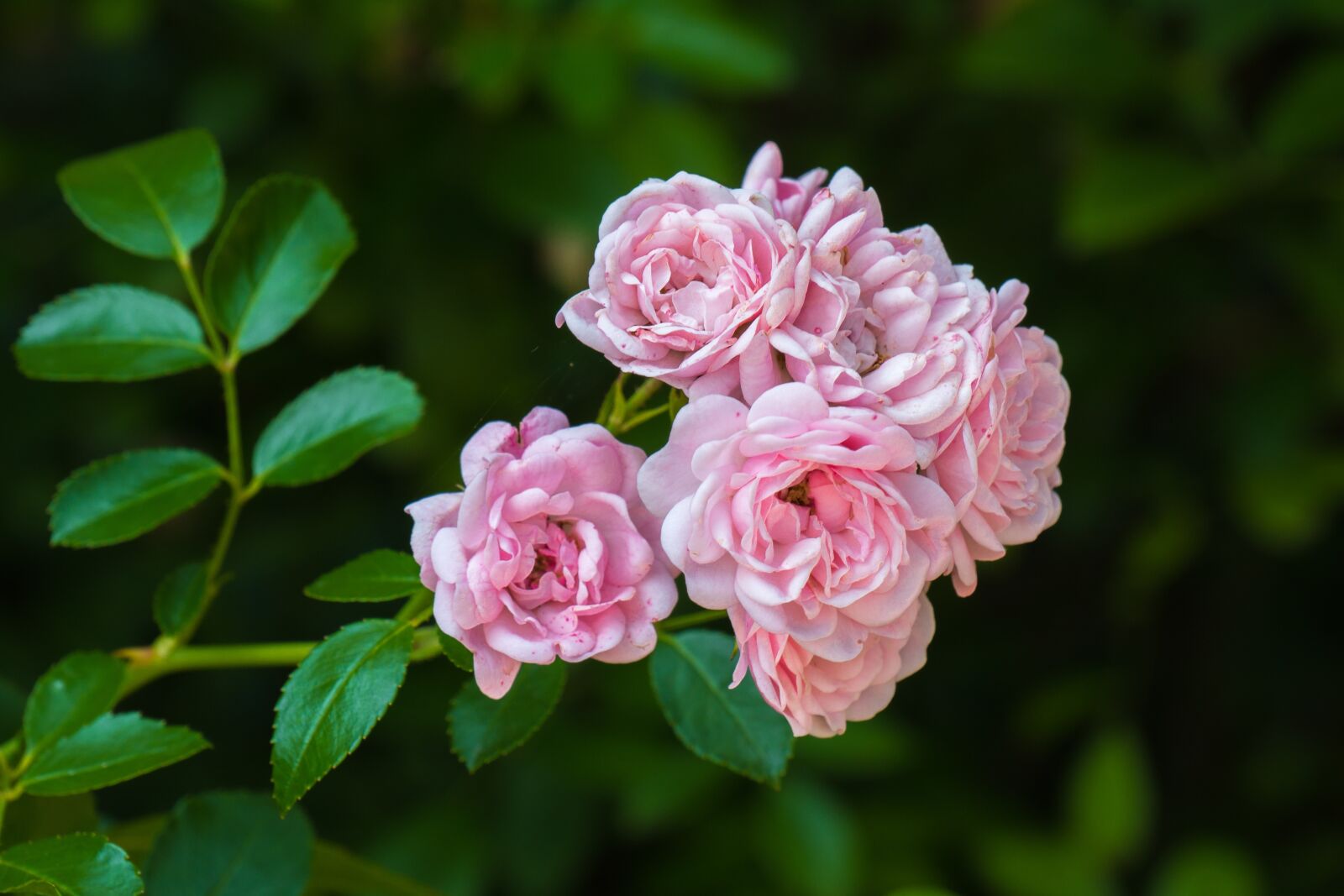 Panasonic DMC-G81 sample photo. Flower, roses, pink photography