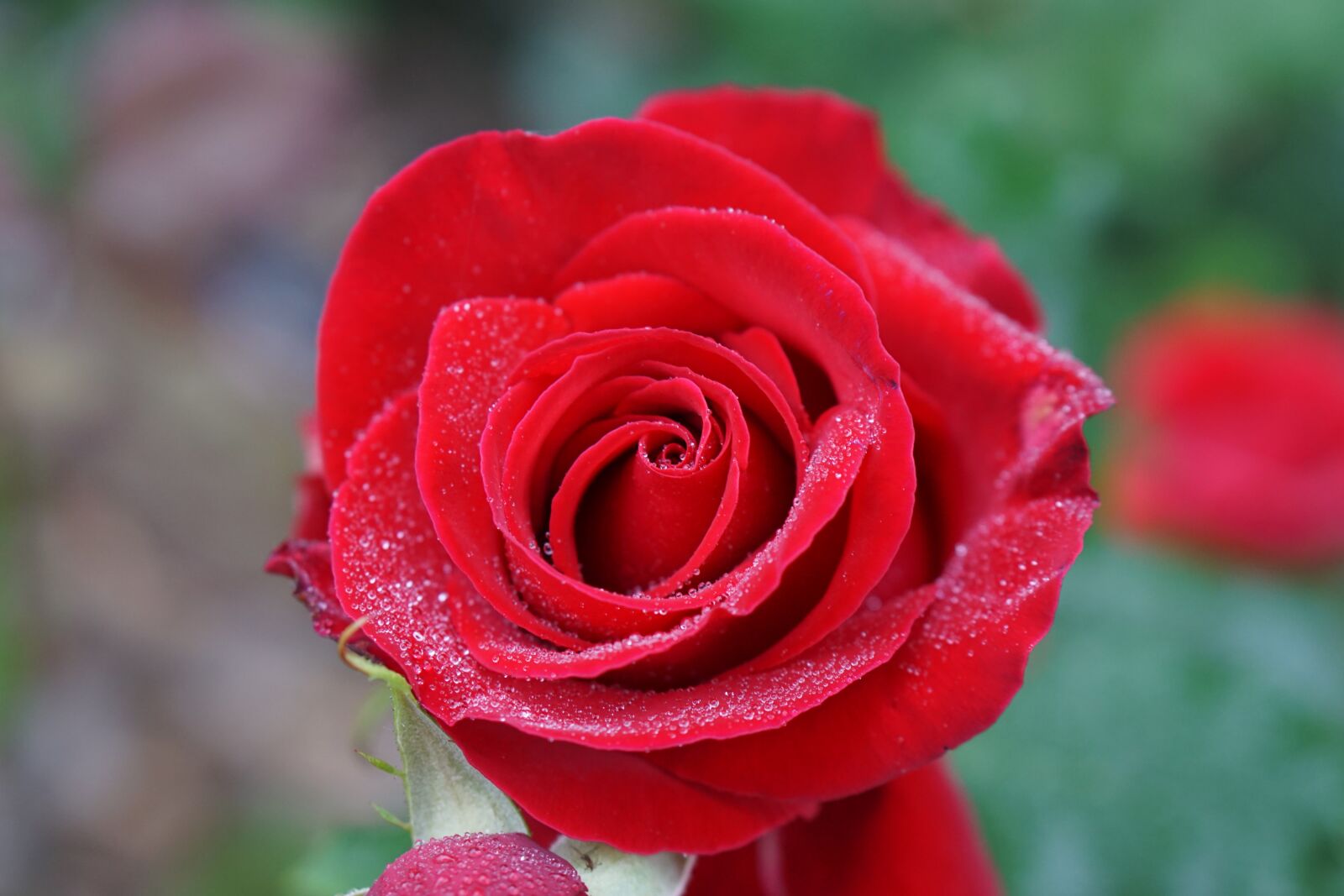 Sony a6000 sample photo. Flowers, petal, non photography