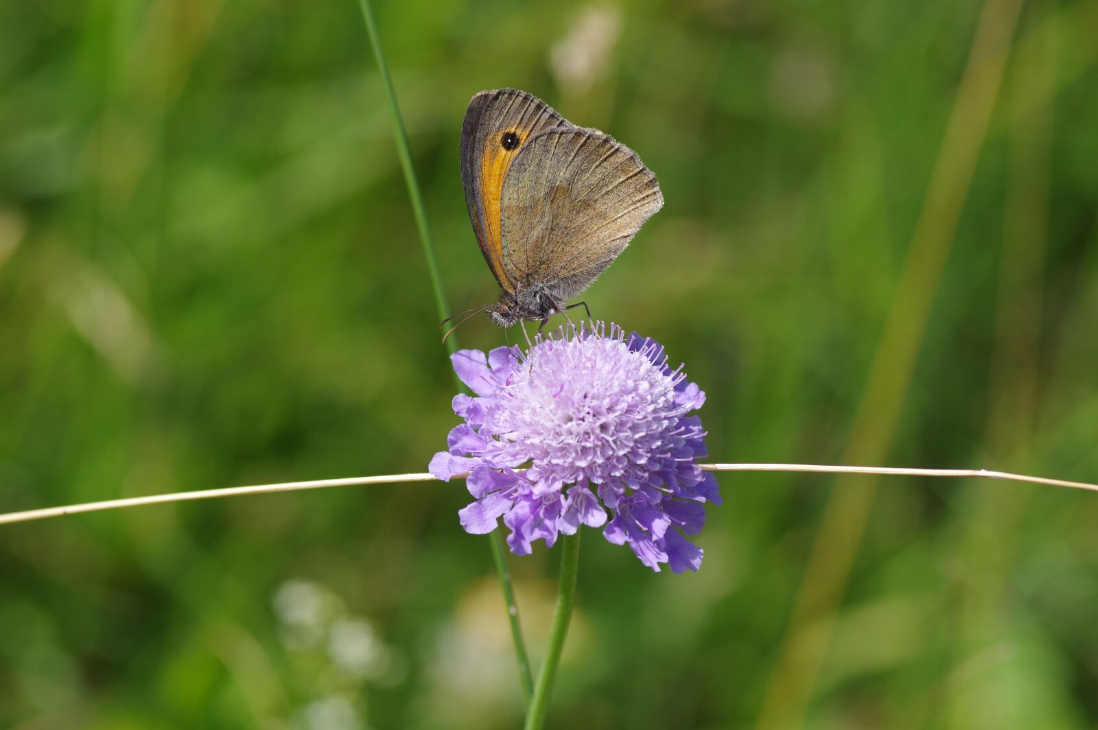 Pentax K-3 sample photo. Oxtail, butterflies, blossom photography