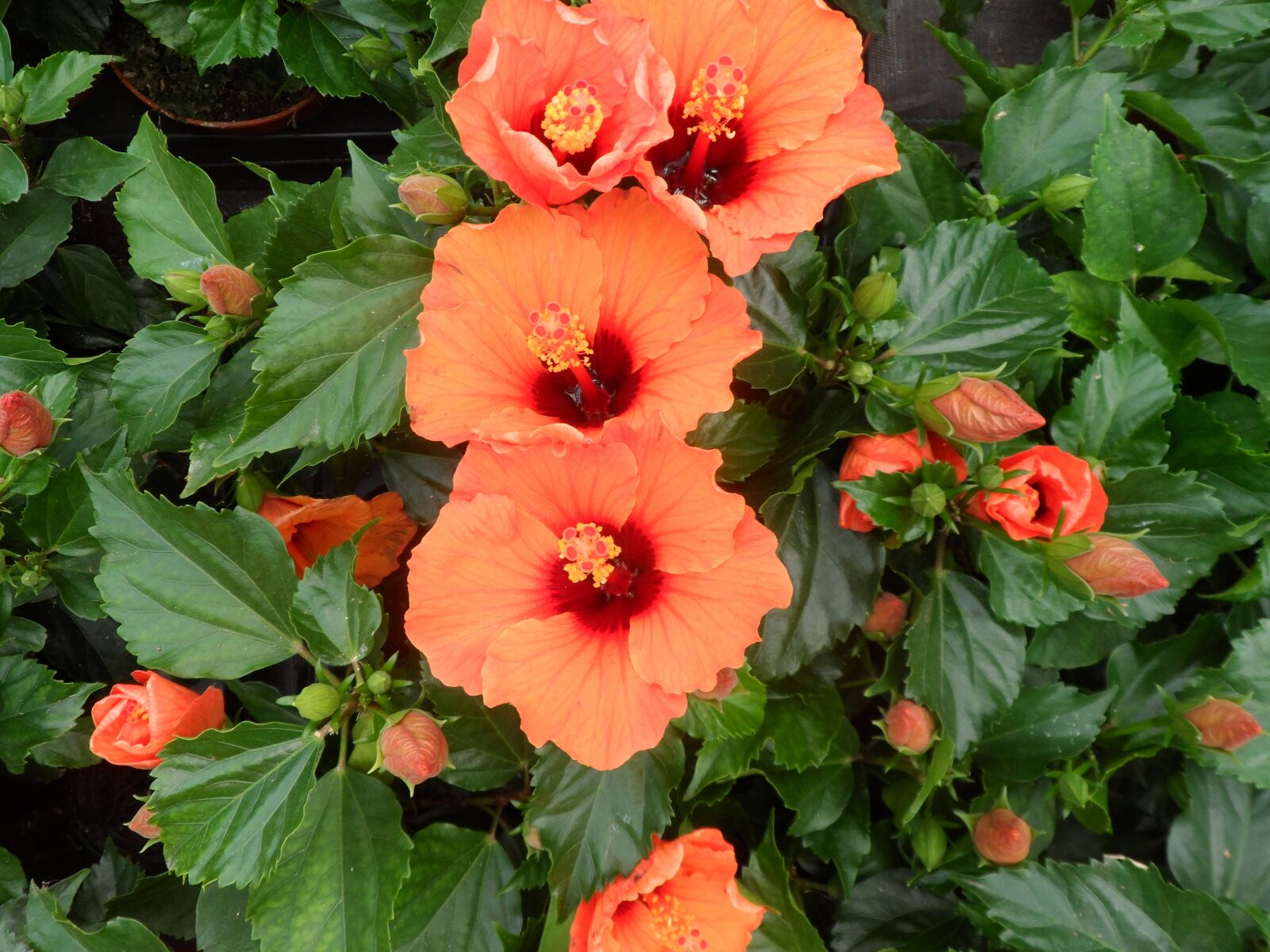 Samsung ST200 / ST200F / ST201 / ST201F / ST205F sample photo. Flower, red, nature photography