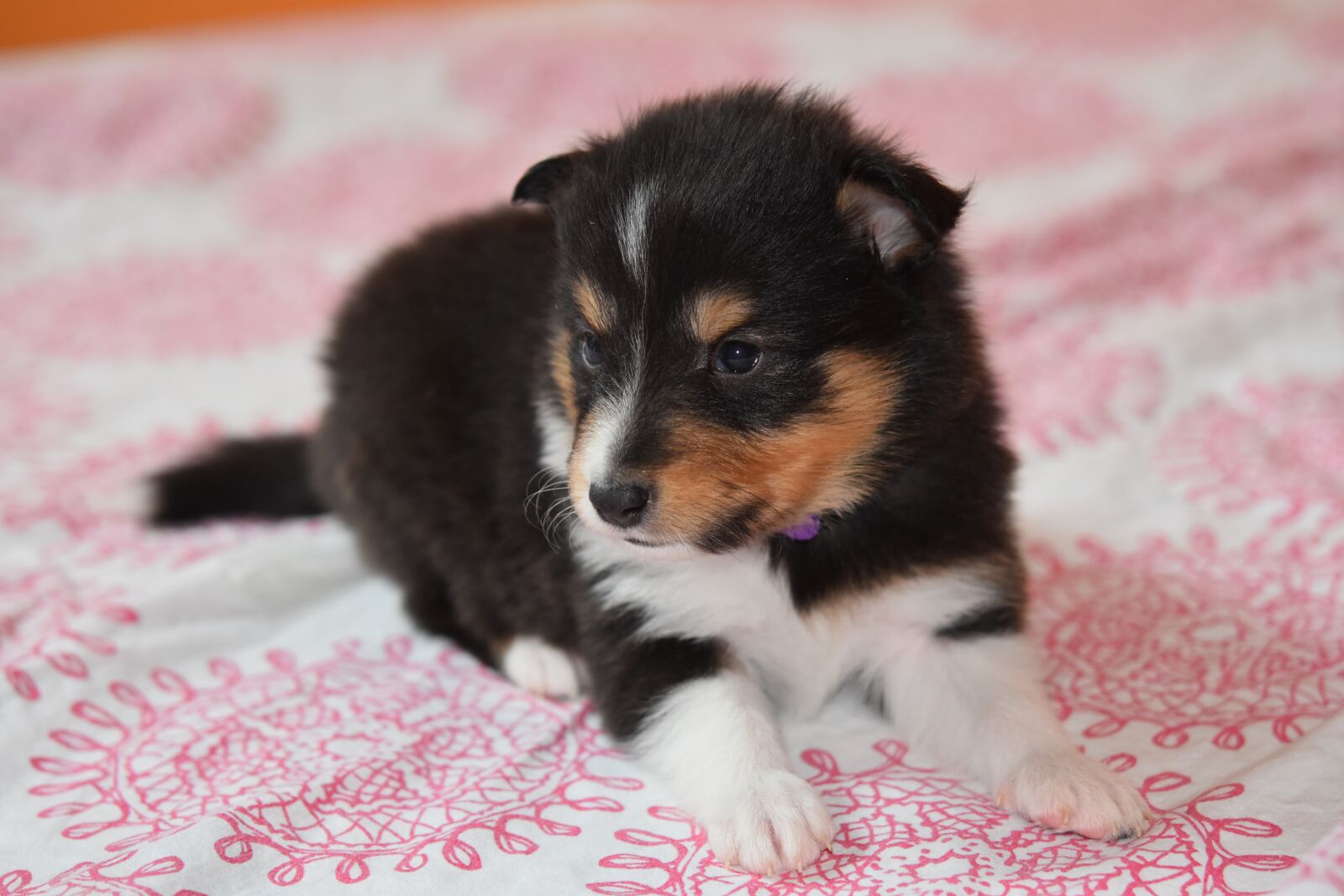 Nikon D5600 sample photo. Puppy, puppy shetland sheepdog photography