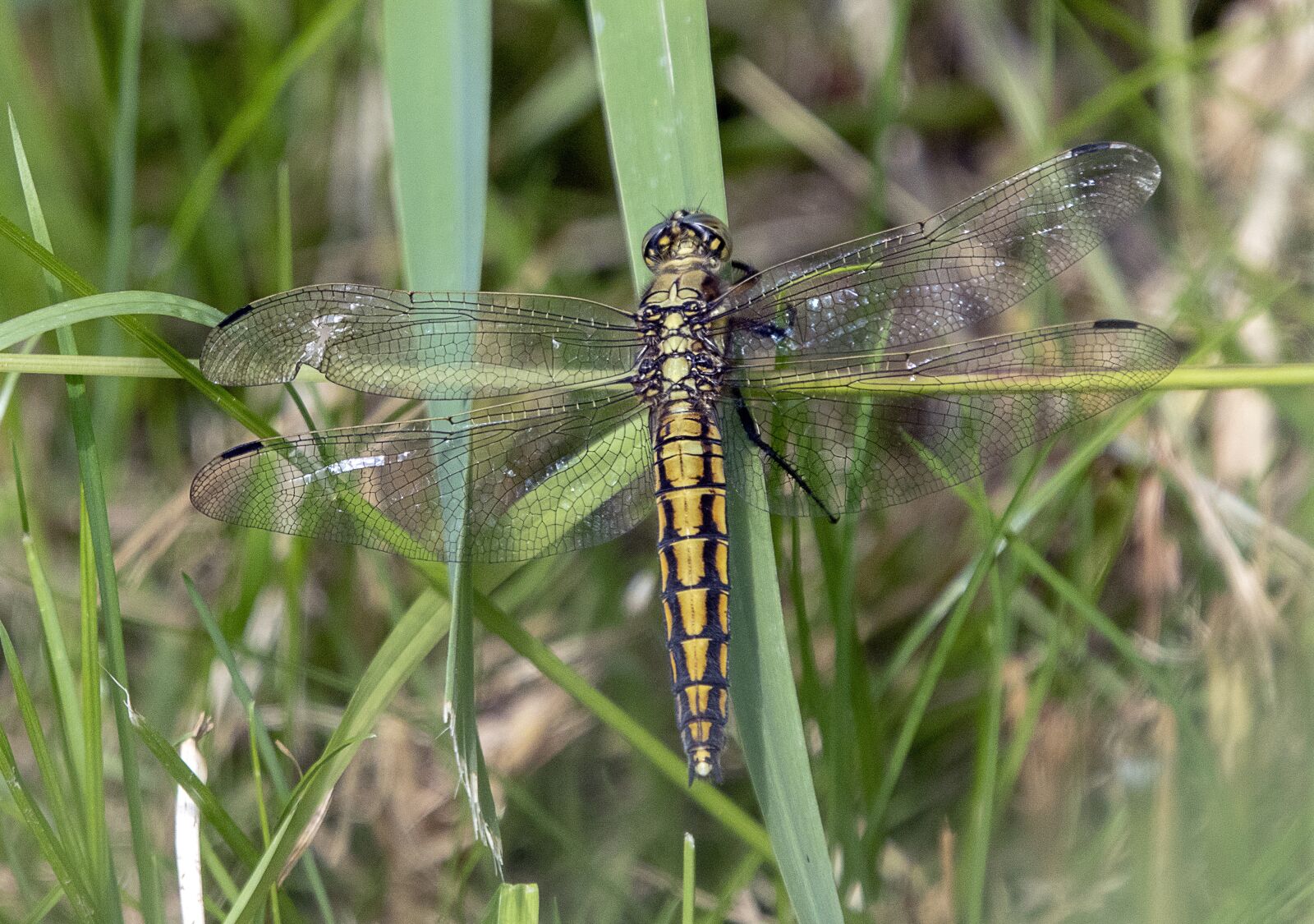 Sigma 100-400mm F5-6.3 DG OS HSM sample photo. Black tailed skimmer, female photography