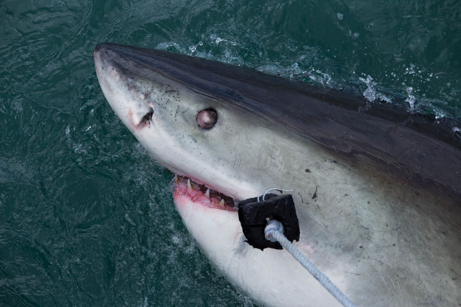 Canon EF 70-200mm F2.8L USM sample photo. Shark, danger, sharks photography