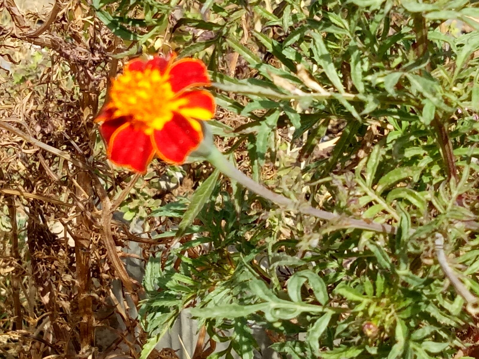 OPPO A1601 sample photo. Beautiful, flowers photography