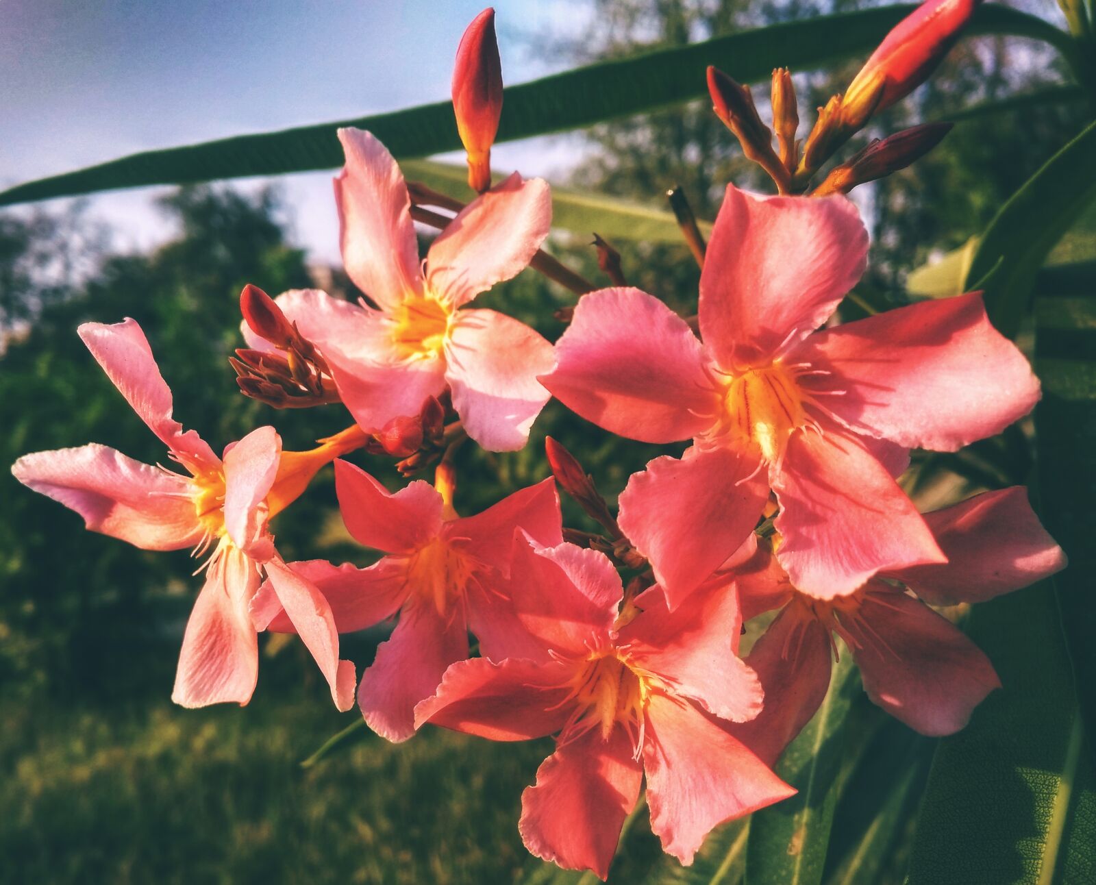Xiaomi Redmi 4A sample photo. Flower, flora, nature photography