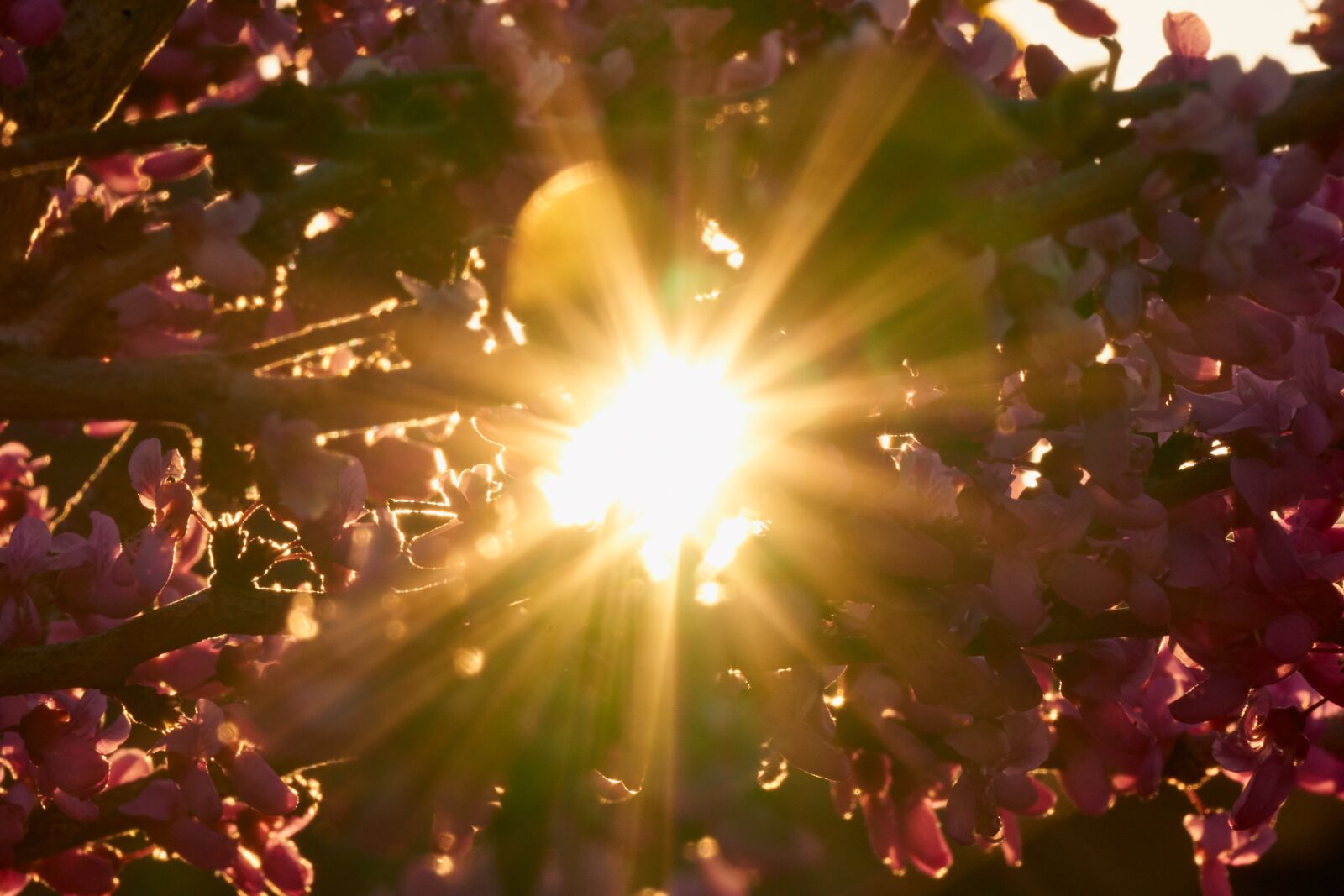Sony E 55-210mm F4.5-6.3 OSS sample photo. Backlighting, sun, sunset photography