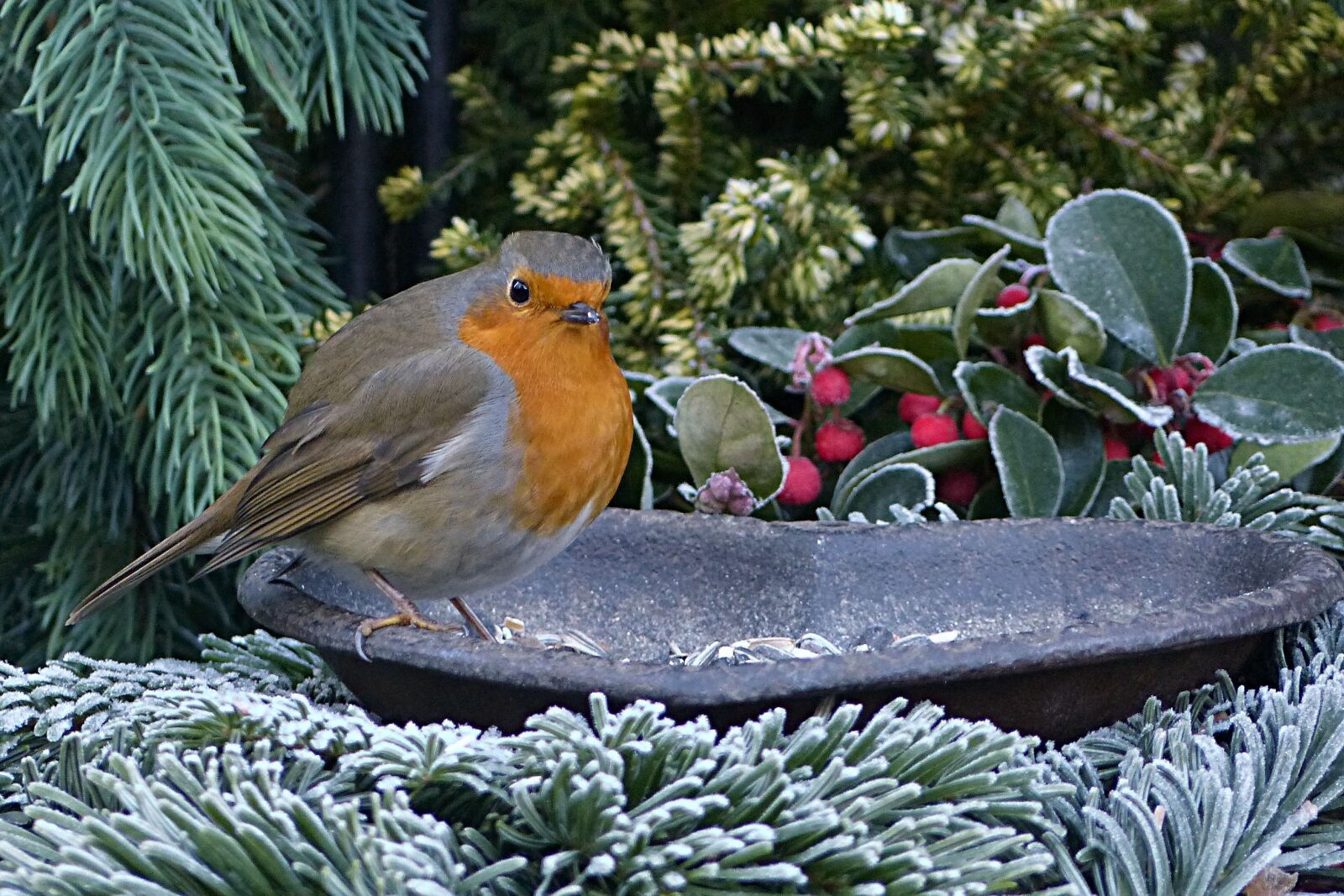 Panasonic Lumix DMC-FZ200 sample photo. Robin, erithacus rubecula, small photography
