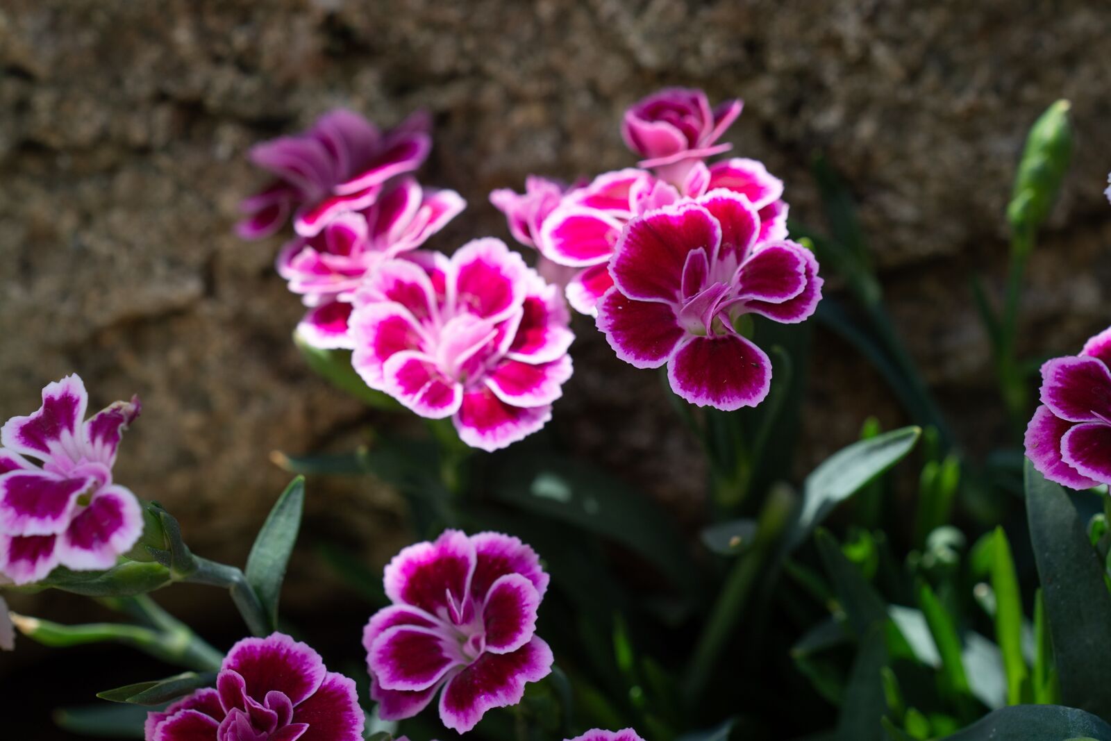 Nikon D7100 sample photo. Cloves, pink, flowers photography
