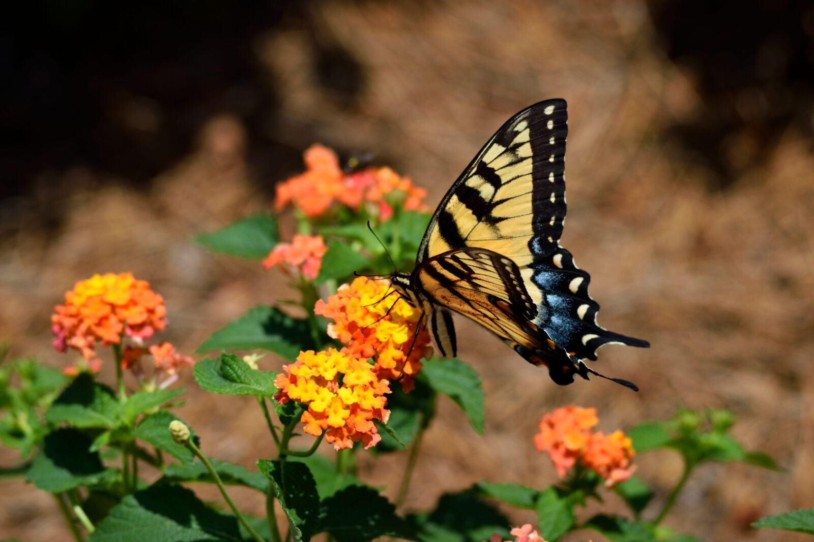 Nikon D3300 sample photo. Tiger swallowtail, butterfly, insect photography