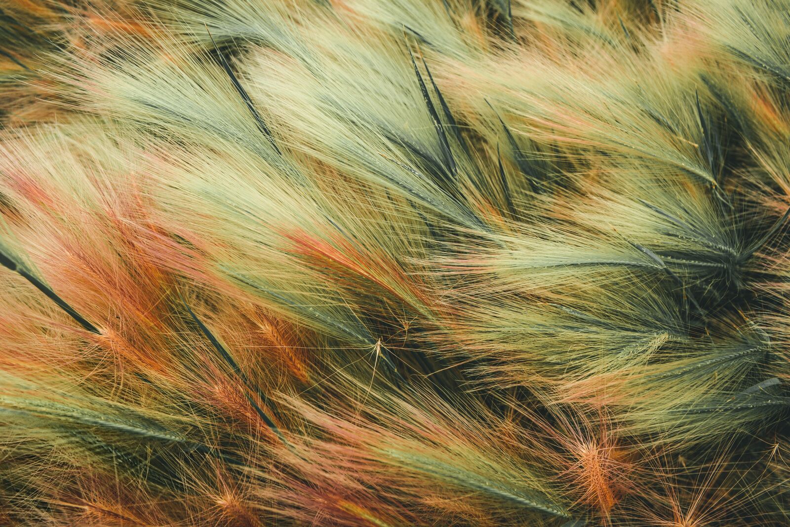 Nikon D5200 sample photo. Background, abstract, nature photography