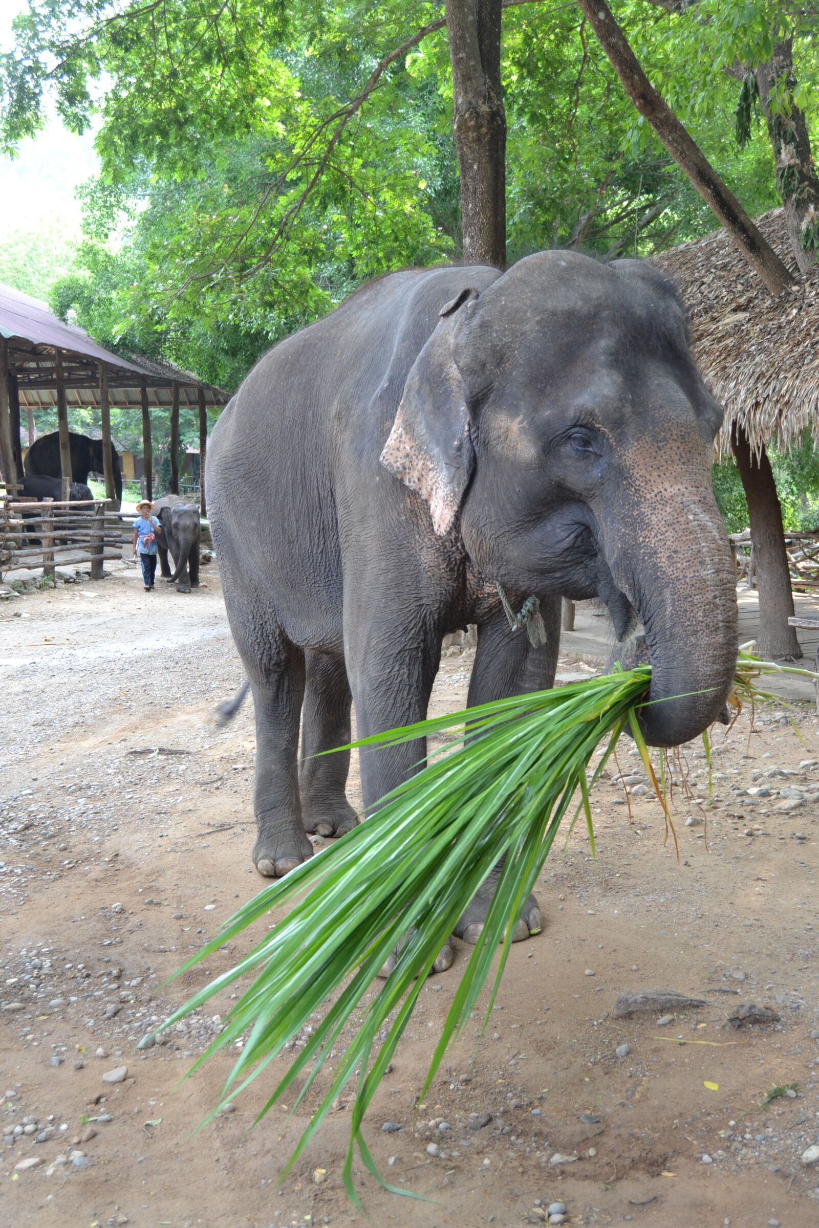 Nikon D3100 sample photo. Camp elephants, elephant, thailand photography