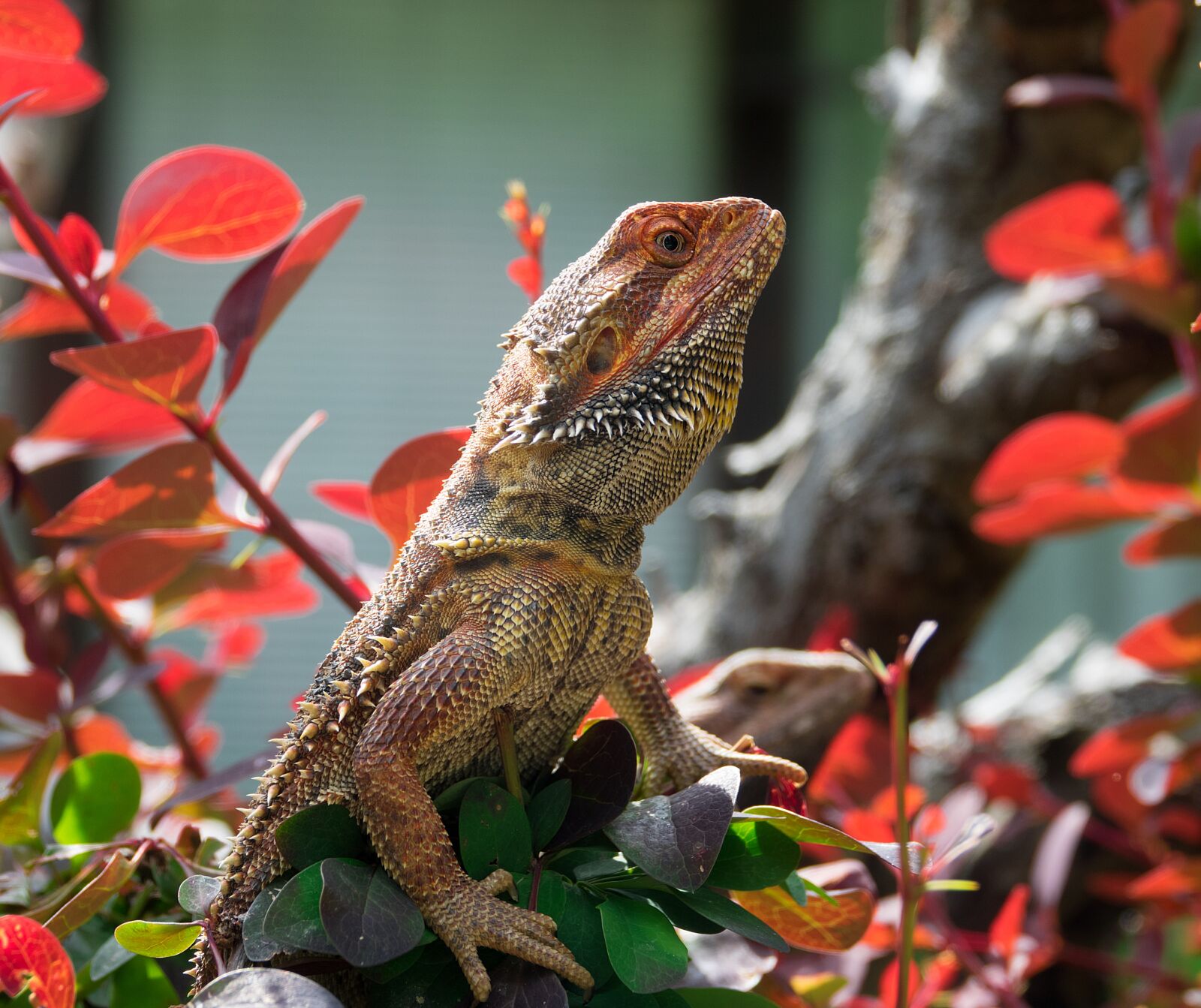 Sony Cyber-shot DSC-RX10 III sample photo. Lizard, bearded dragon, reptile photography