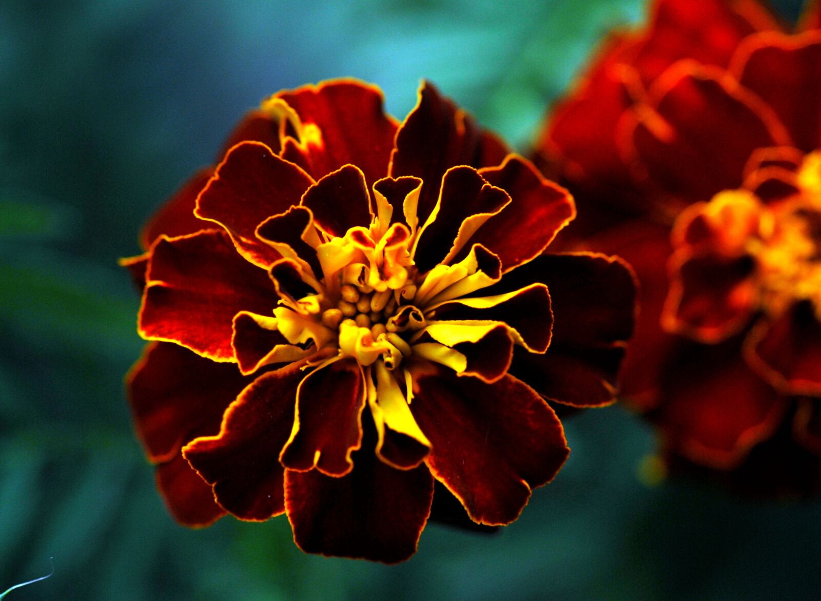 Nikon D200 sample photo. Plants, flowers, marigold photography