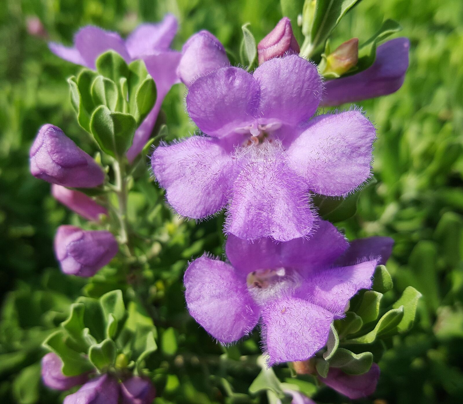 Samsung Galaxy Note5 sample photo. Flowers, sage, texas sage photography