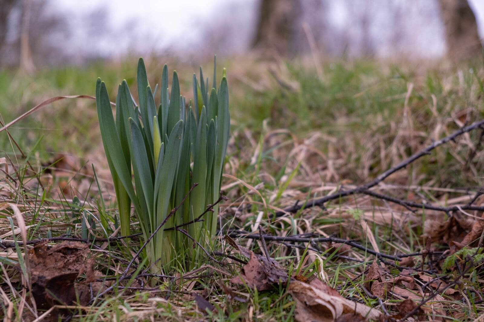 Fujifilm X-T3 sample photo. Spring, snowdrop, flower photography