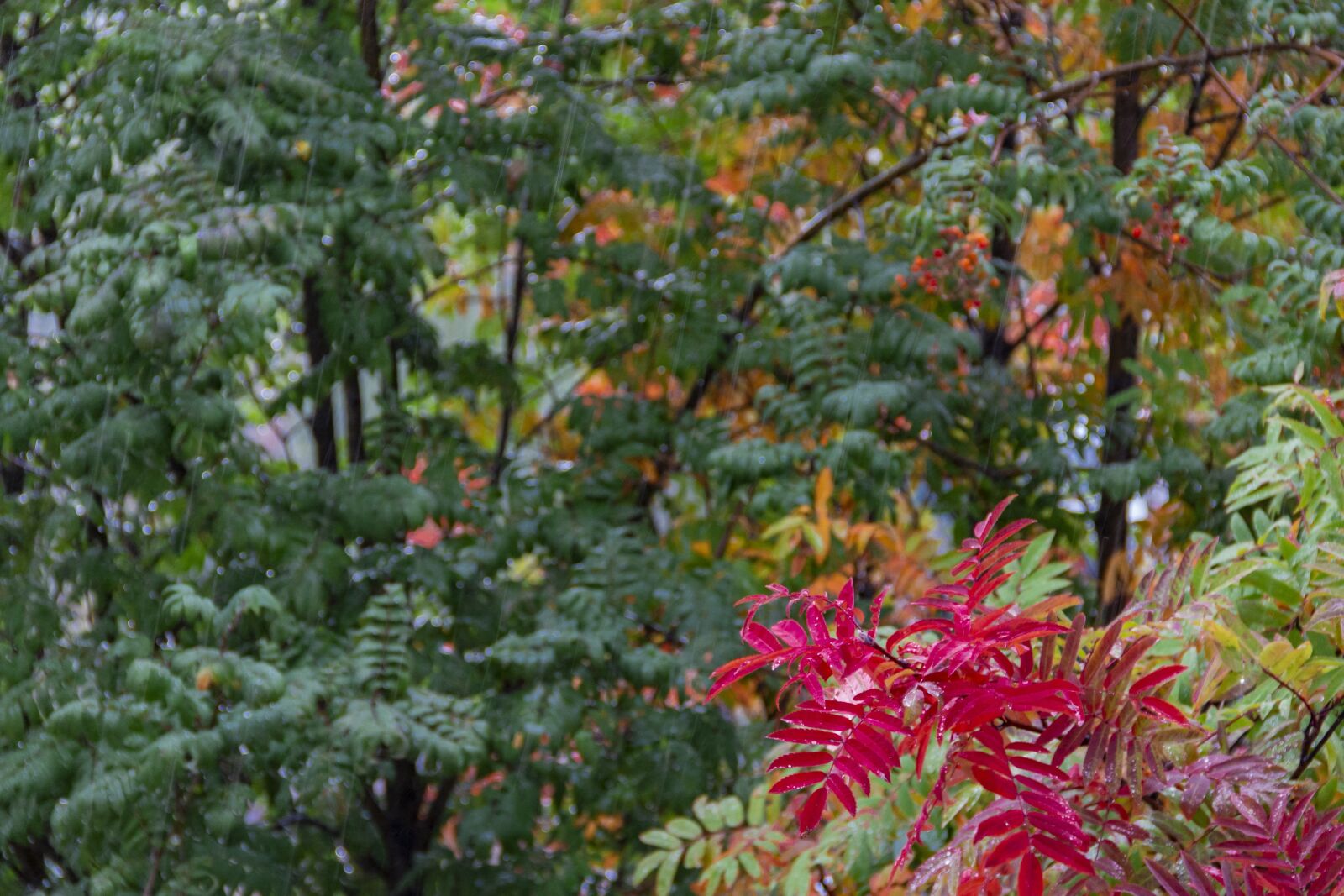 Canon EOS 70D sample photo. "Autumn, rain, leaves" photography