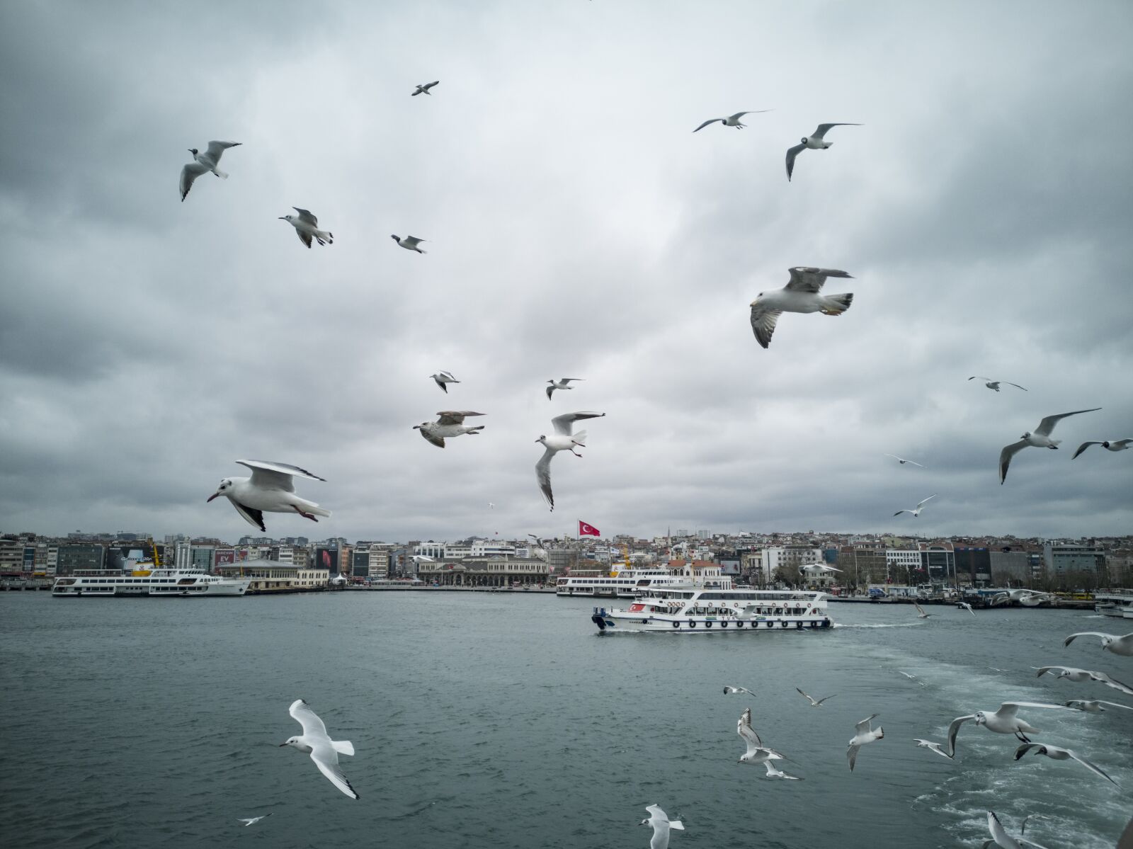 HUAWEI CLT-L09 sample photo. Gulls, seagull, bird photography