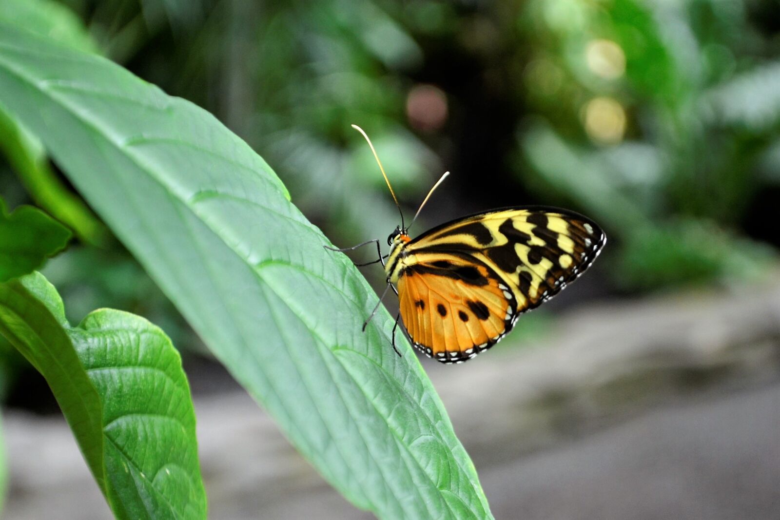 Nikon D3100 sample photo. Monarch butterfly, insect, bug photography