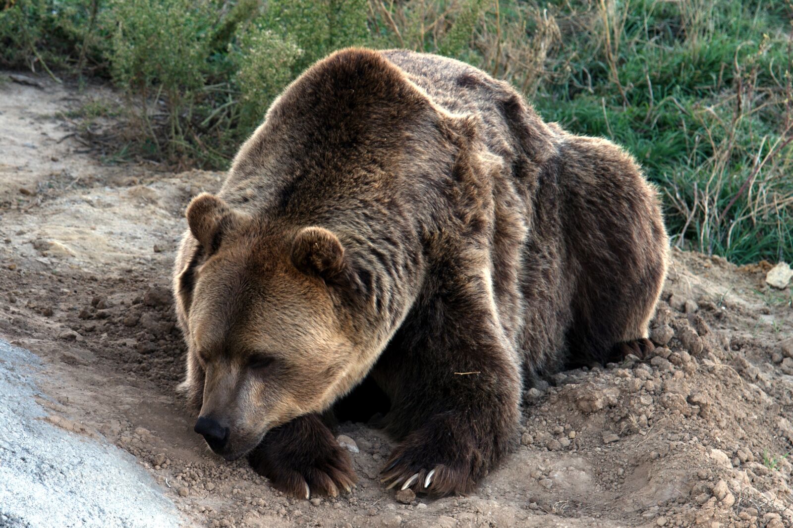 Canon EOS 7D sample photo. Grizzly bear, brown bear photography