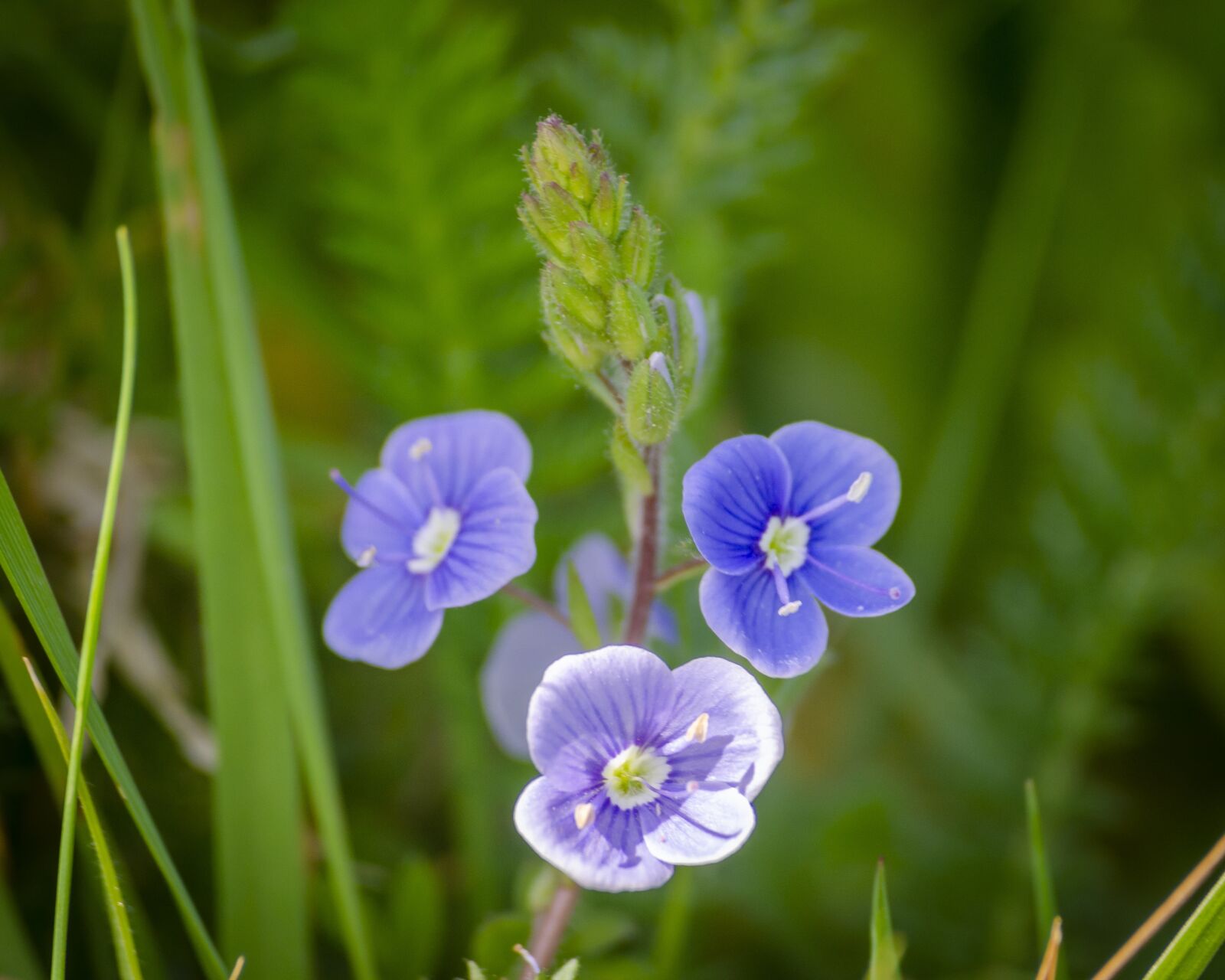 Nikon D7000 sample photo. Flower, cute, violet photography