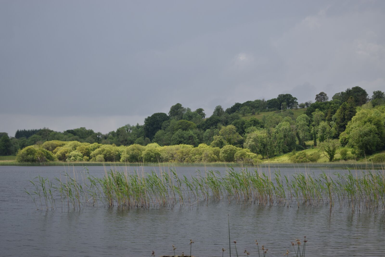 Nikon D3300 sample photo. Lake, reeds, greenery photography