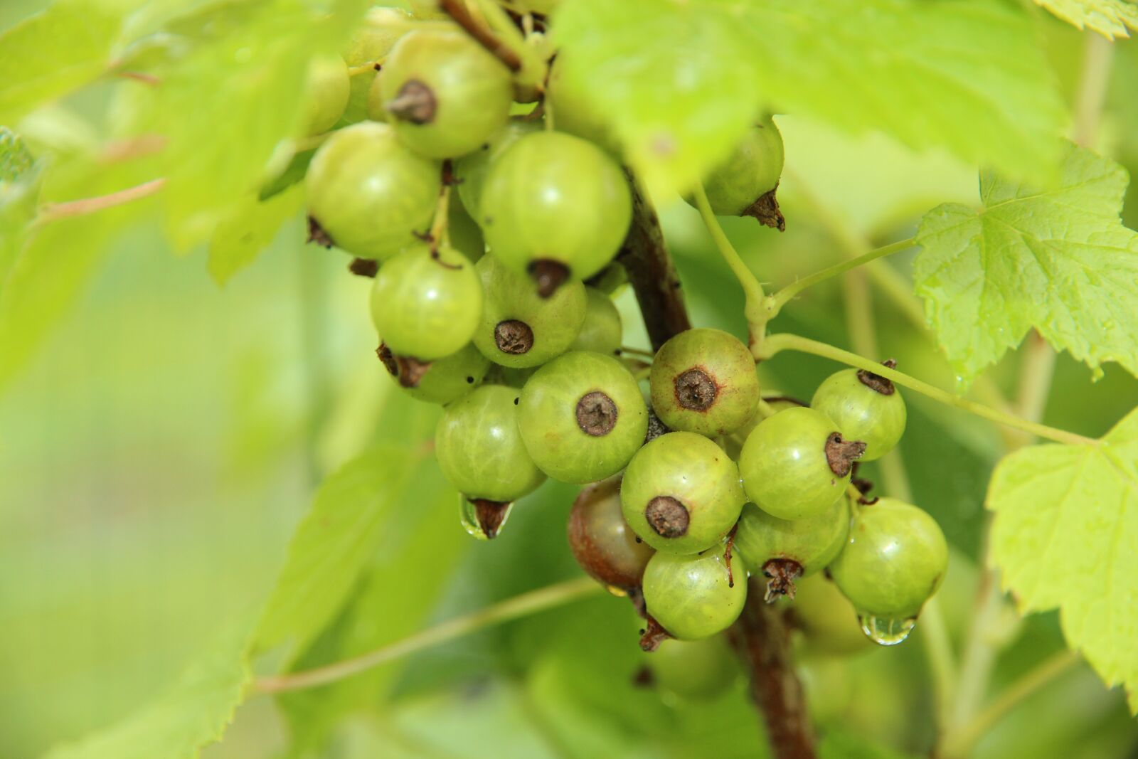 Canon EOS 650D (EOS Rebel T4i / EOS Kiss X6i) + Canon EF-S 15-85mm F3.5-5.6 IS USM sample photo. Currant, berry, not ripe photography