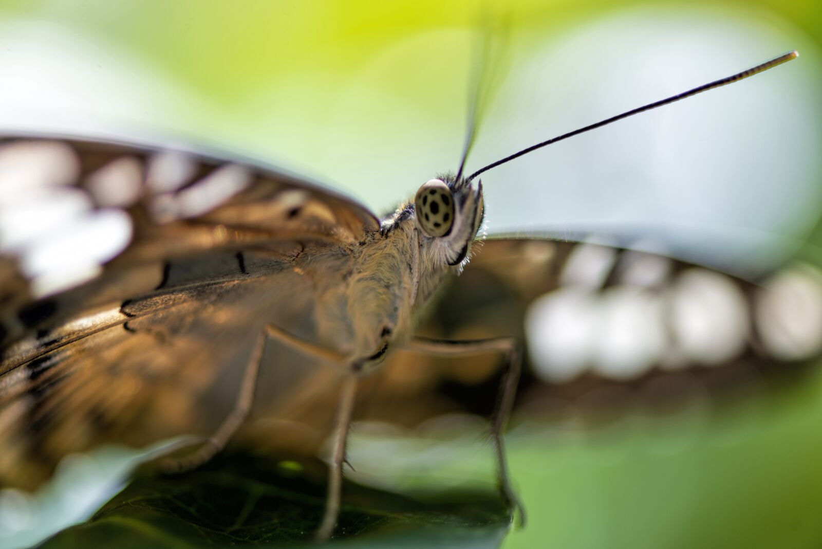 Nikon D610 sample photo. Butterfly, insect, nature photography