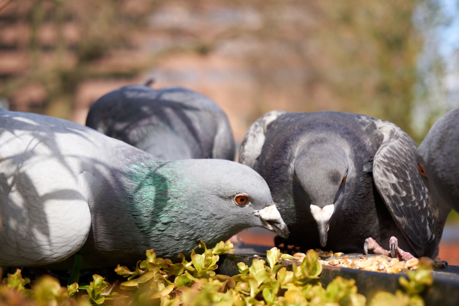 Sony E PZ 16-50 mm F3.5-5.6 OSS (SELP1650) sample photo. Pigeons, eating, seeds photography