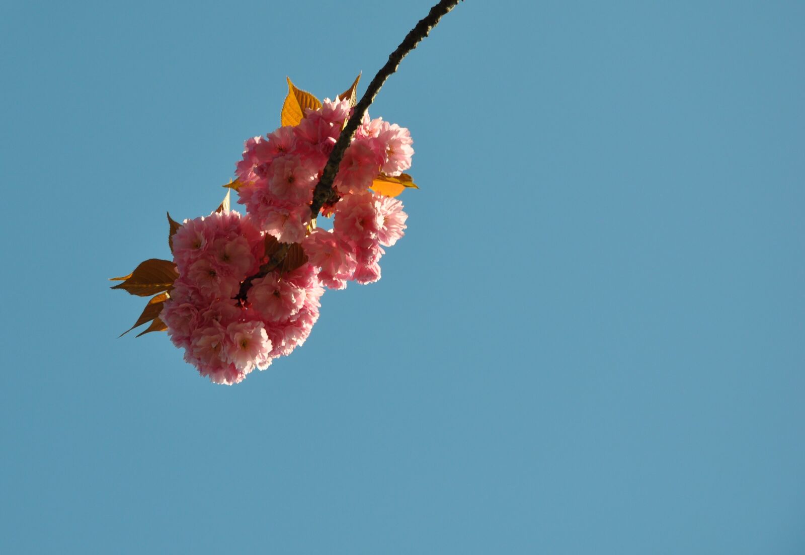 Nikon D90 sample photo. Blossom, bloom, spring photography