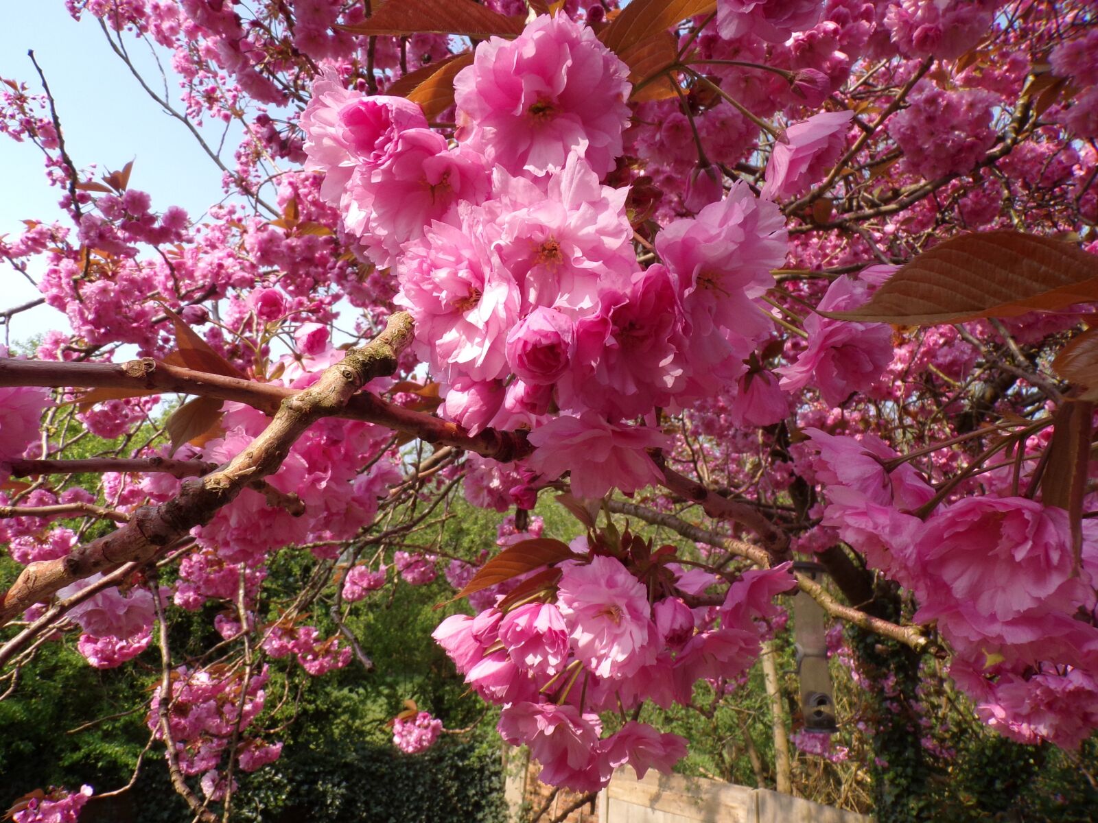 JK KODAK PIXPRO AZ421 sample photo. Pink, blossom, spring photography
