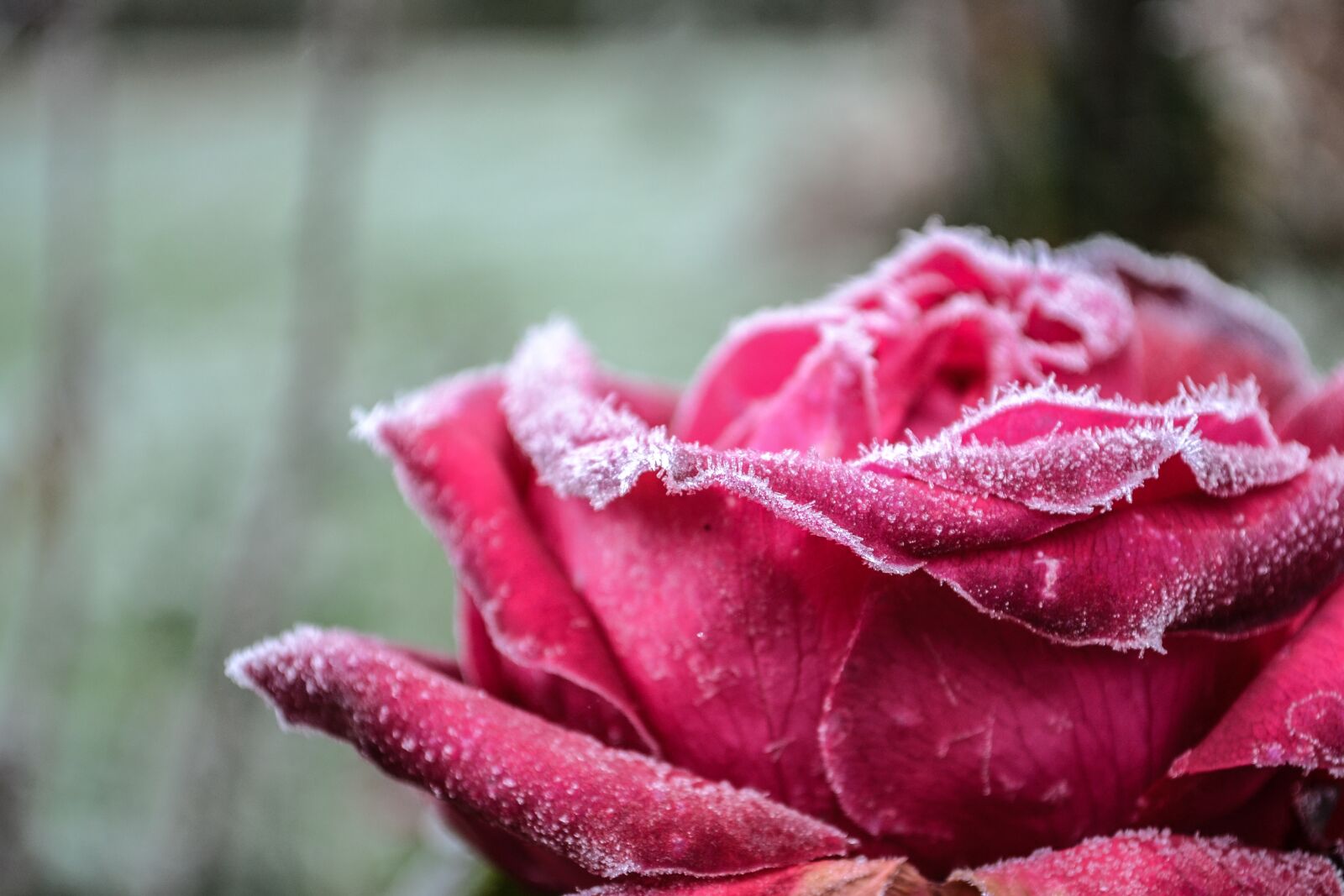 Nikon D3100 sample photo. Gel, flowers, flower photography