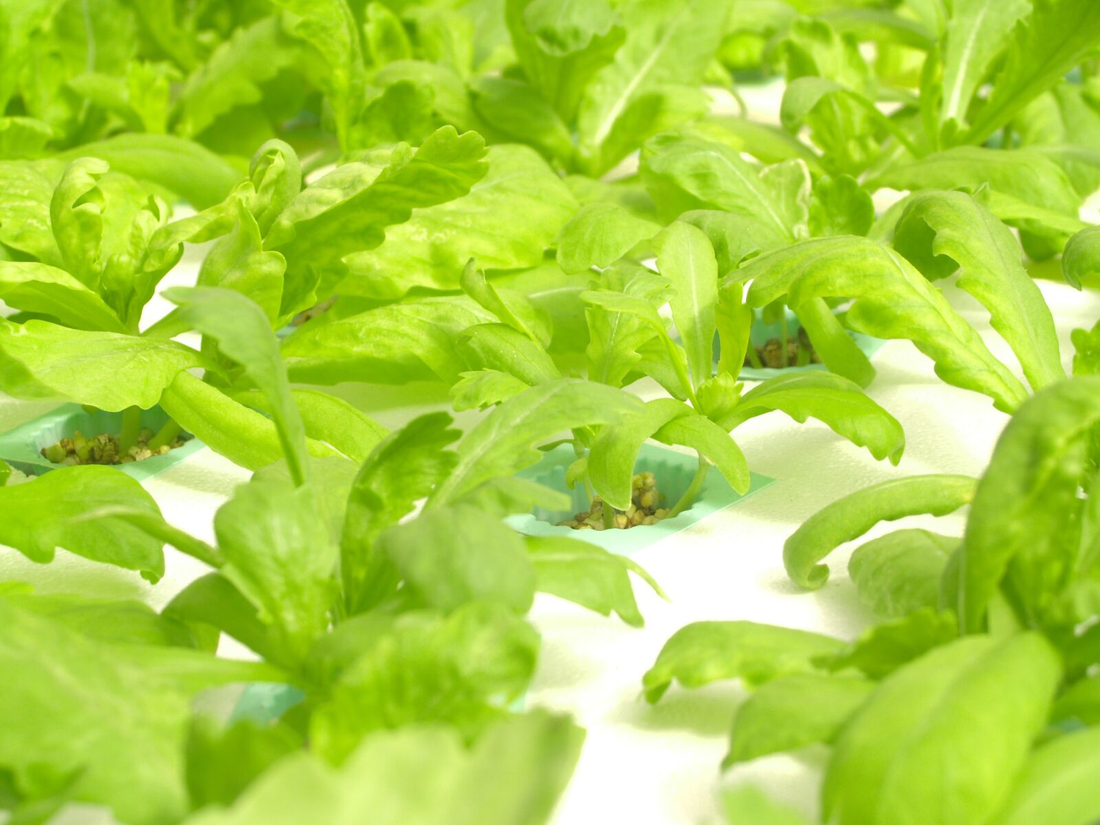Olympus E-300 (EVOLT E-300) sample photo. Farm, market, hydroponic photography