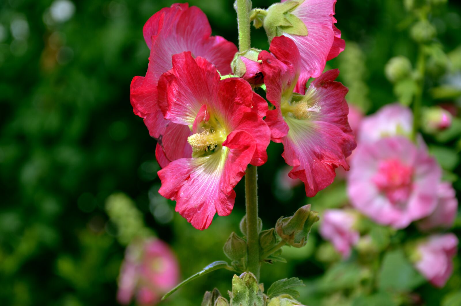 Nikon D3200 sample photo. Stock rose, mallow, hollyhock photography