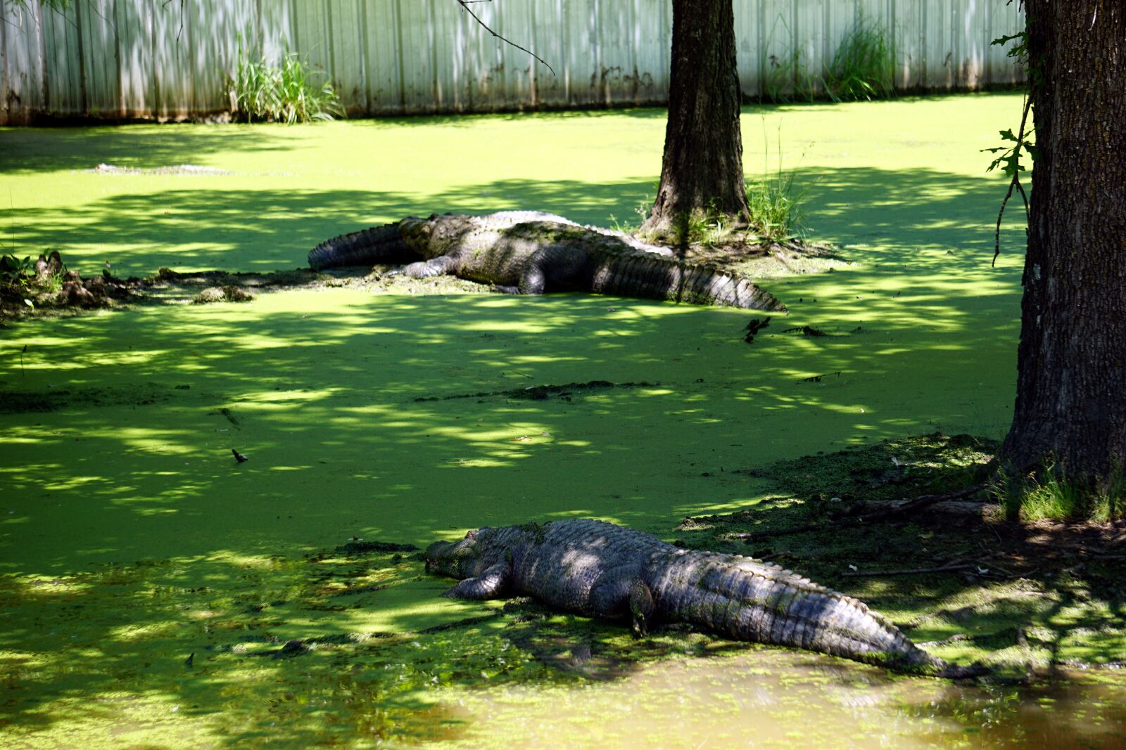 Sony E 55-210mm F4.5-6.3 OSS sample photo. Alligator, reptile, crocodile photography