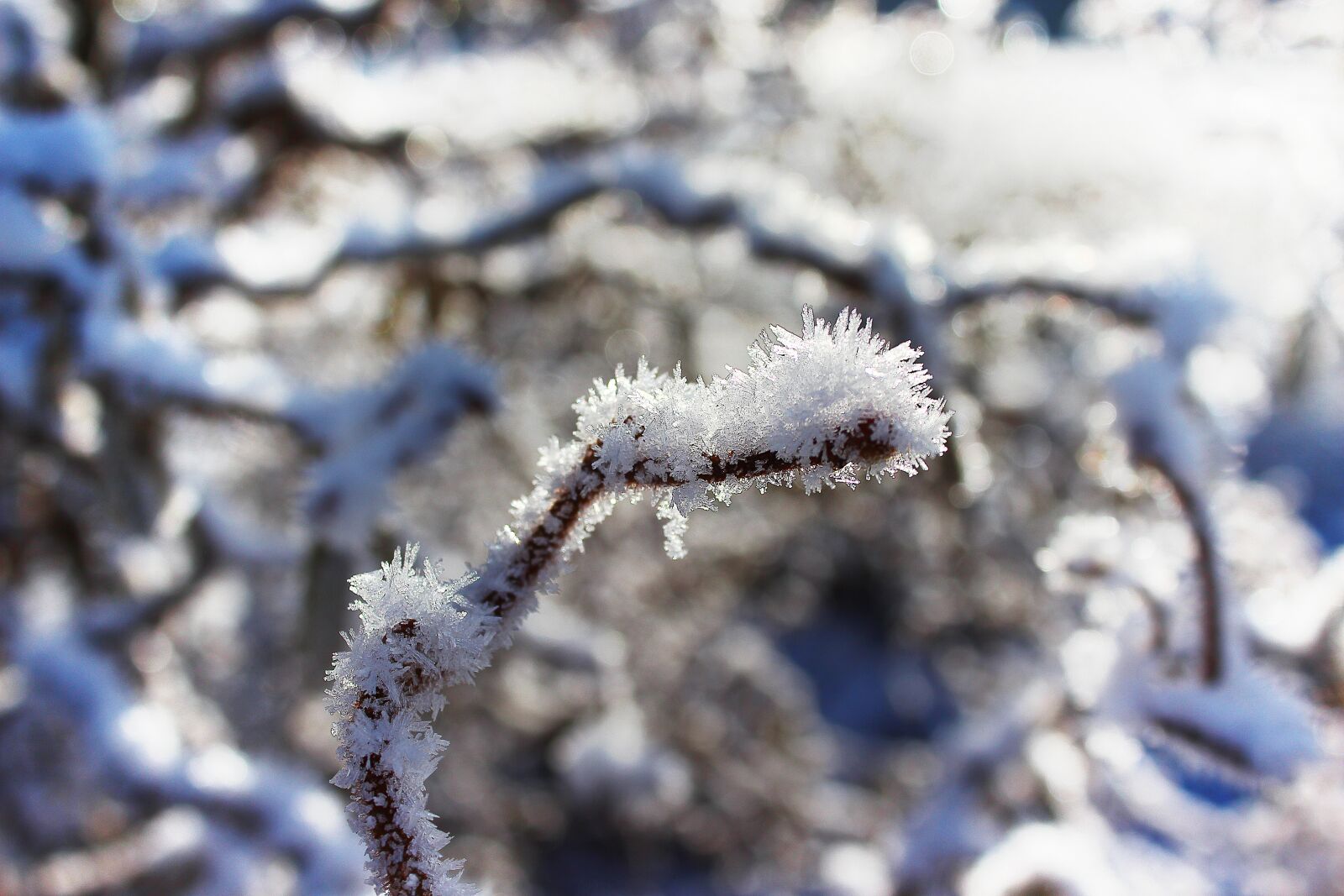Canon EOS 600D (Rebel EOS T3i / EOS Kiss X5) sample photo. Winter, ice, frozen photography