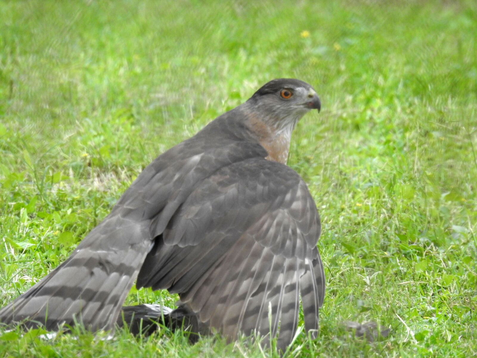 Nikon Coolpix P900 sample photo. Coopers hawk, bird, predator photography