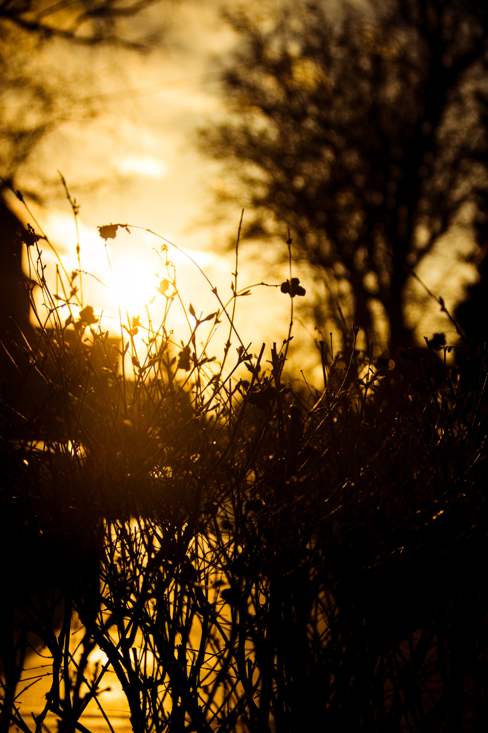 Canon EOS 600D (Rebel EOS T3i / EOS Kiss X5) sample photo. Sun, tree, view, wood photography