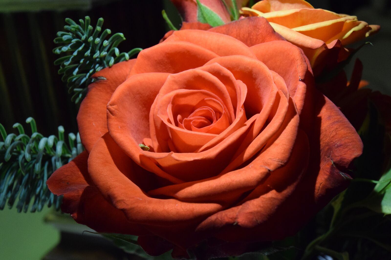 Nikon D3300 sample photo. Rose, orange rose, orange photography