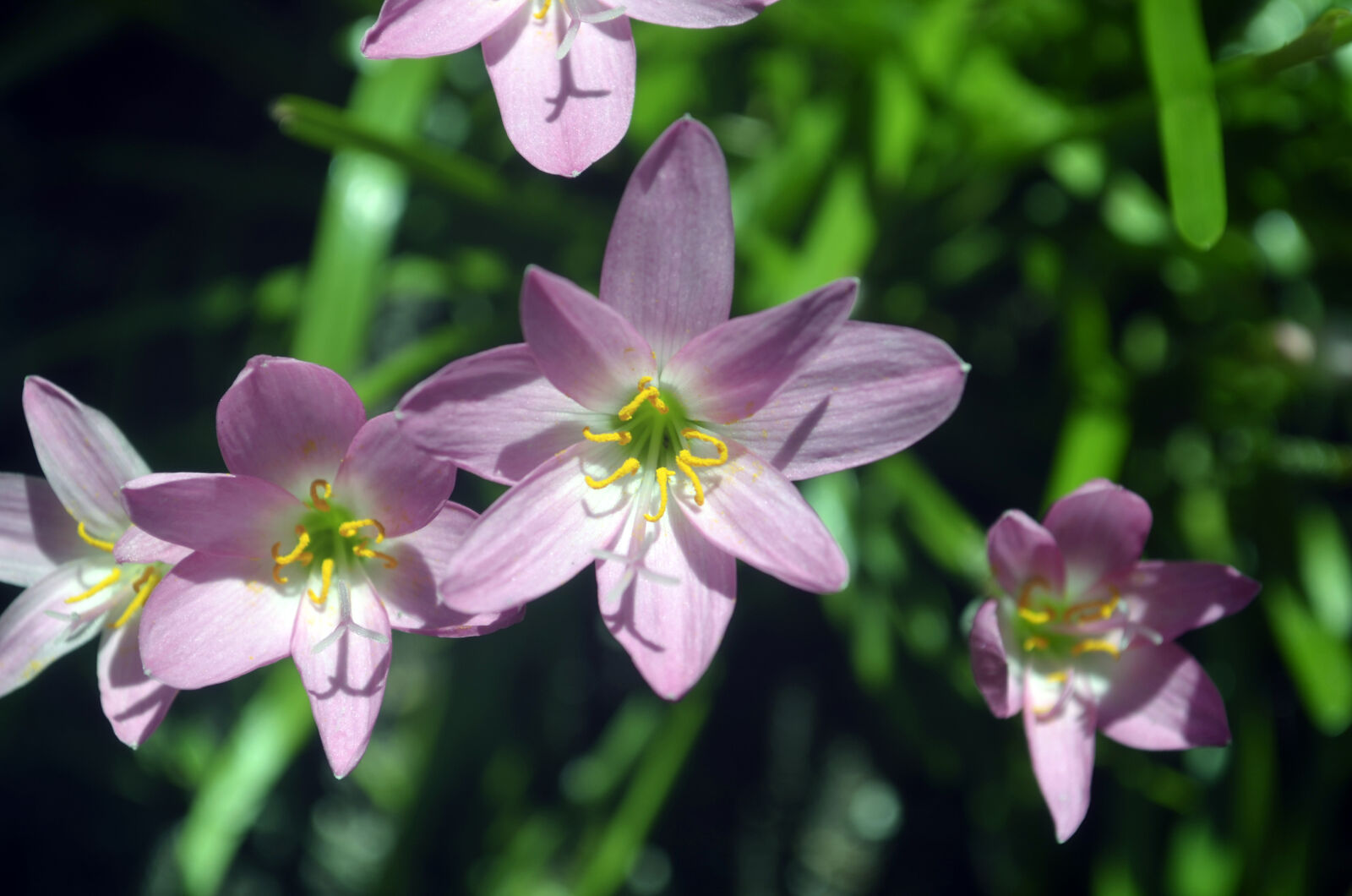 Nikon D5100 sample photo. Beautiful, flowers, flowers, pink photography