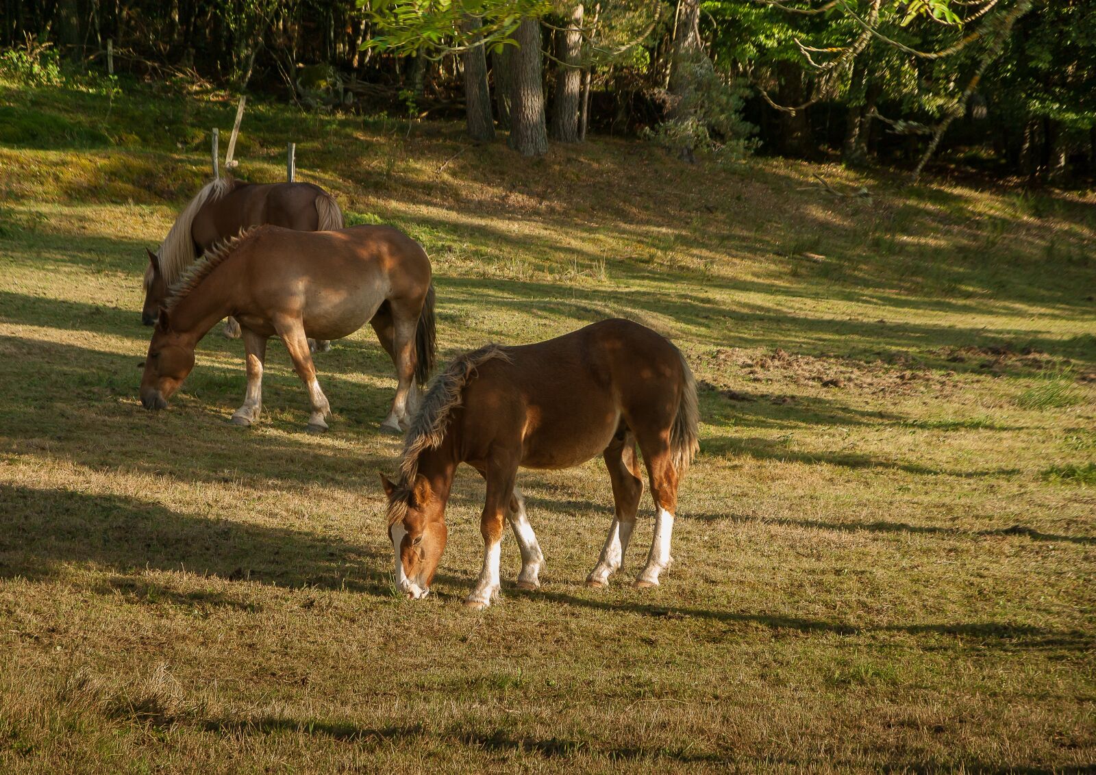 Pentax K10D sample photo. Lozère, horses, herd photography