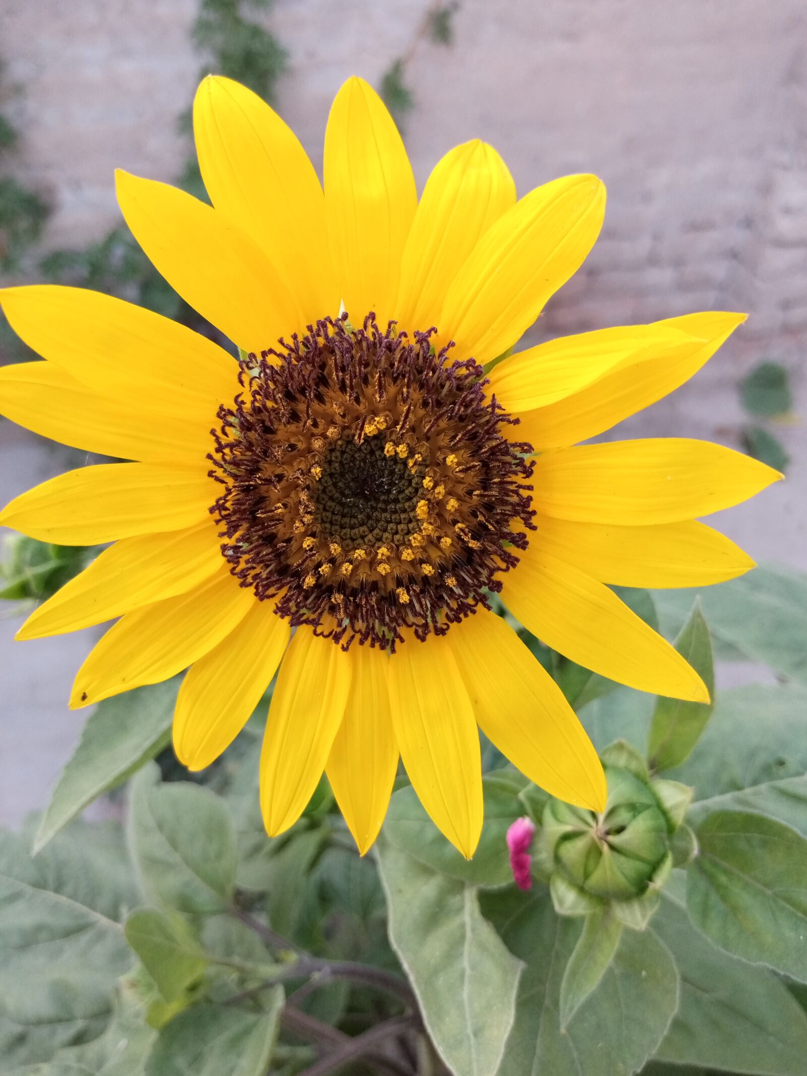 INFINIX MOBILITY LIMITED Infinix X650C sample photo. Sunflower, yellow flower, nature photography
