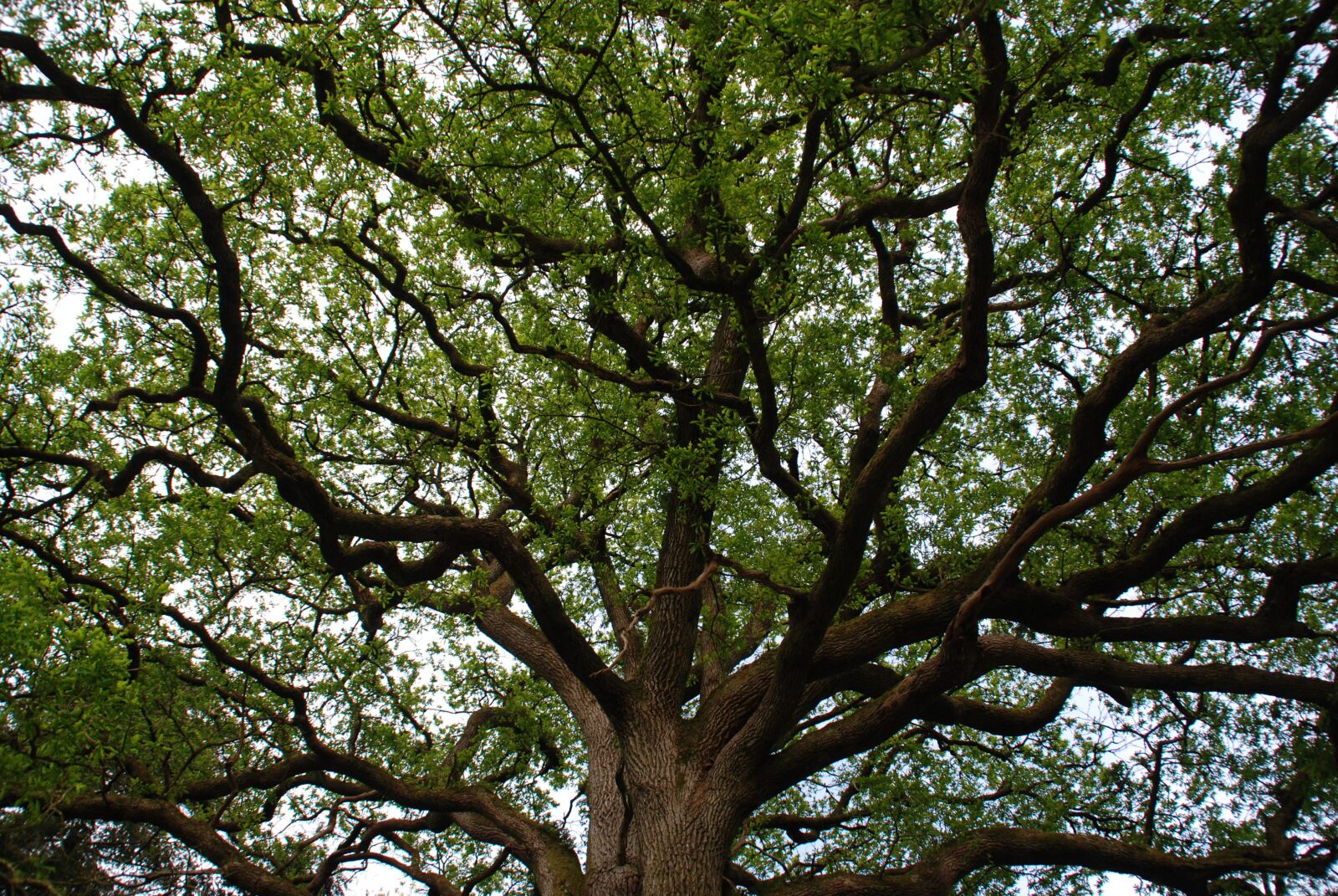Nikon D80 sample photo. Tree, branch, majestic photography